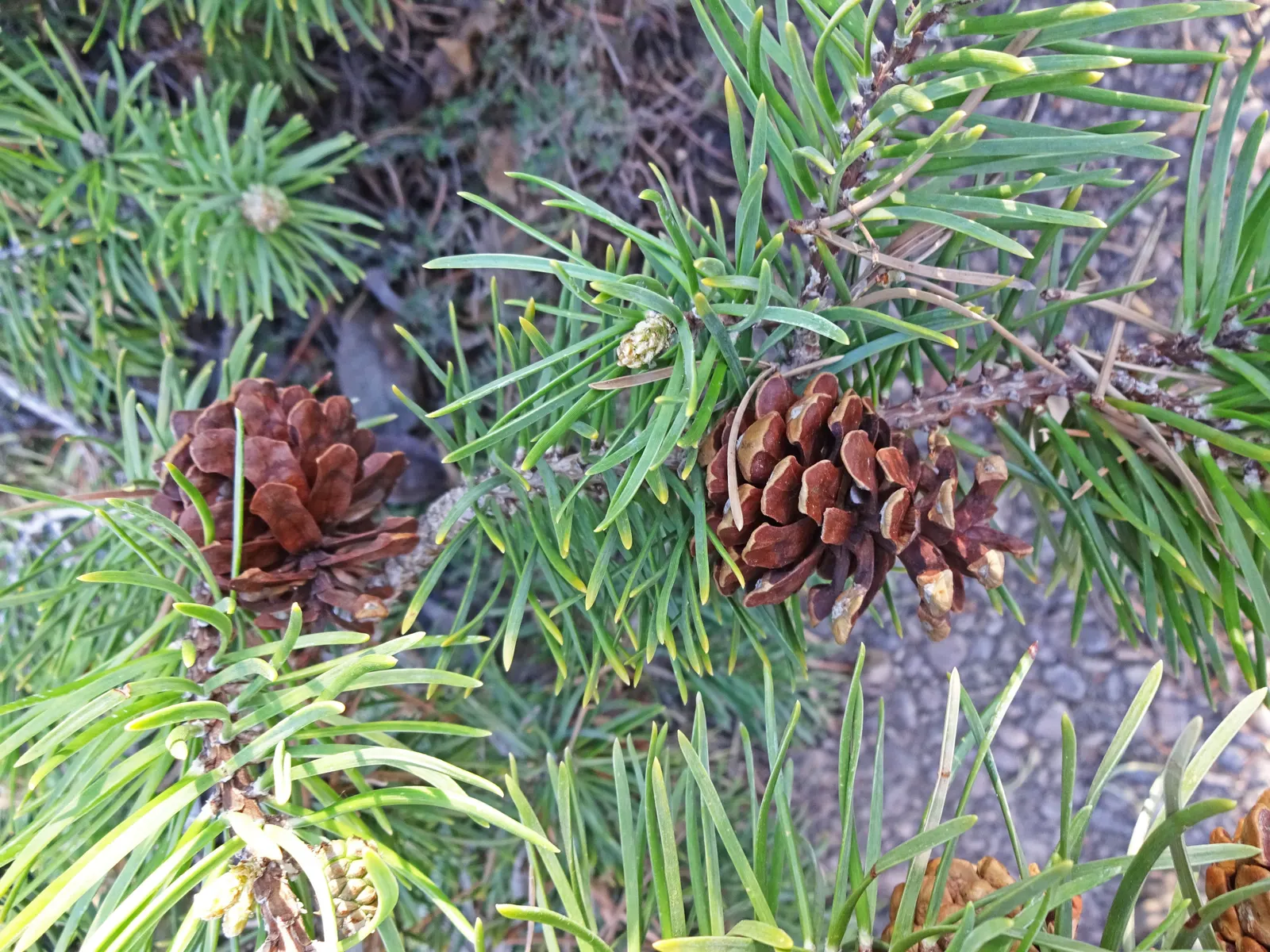 Schoodic Jack Pine (Pinus Banksiana 'Schoodic') — reaching only 1-2 feet in height while spreading up to 10 feet wide