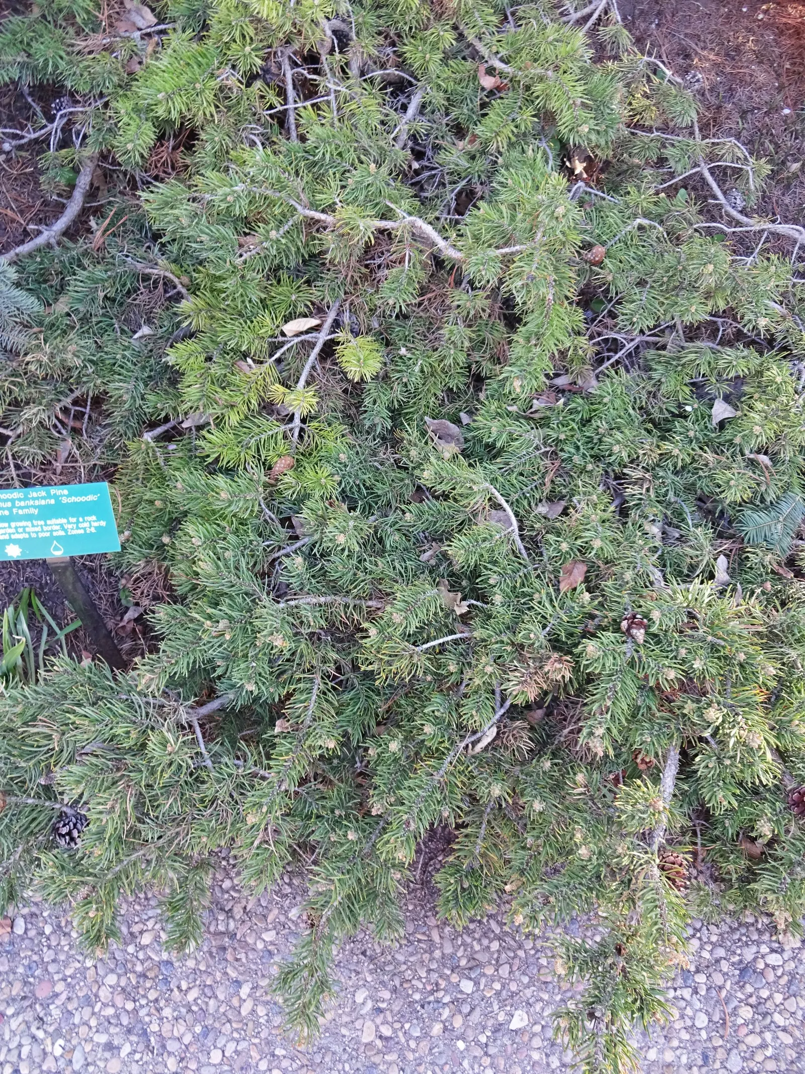 Schoodic Jack Pine (Pinus Banksiana 'Schoodic') — The Schoodic Jack Pine (Pinus banksiana 'Schoodic') is a dwarf conifer notable for its unique