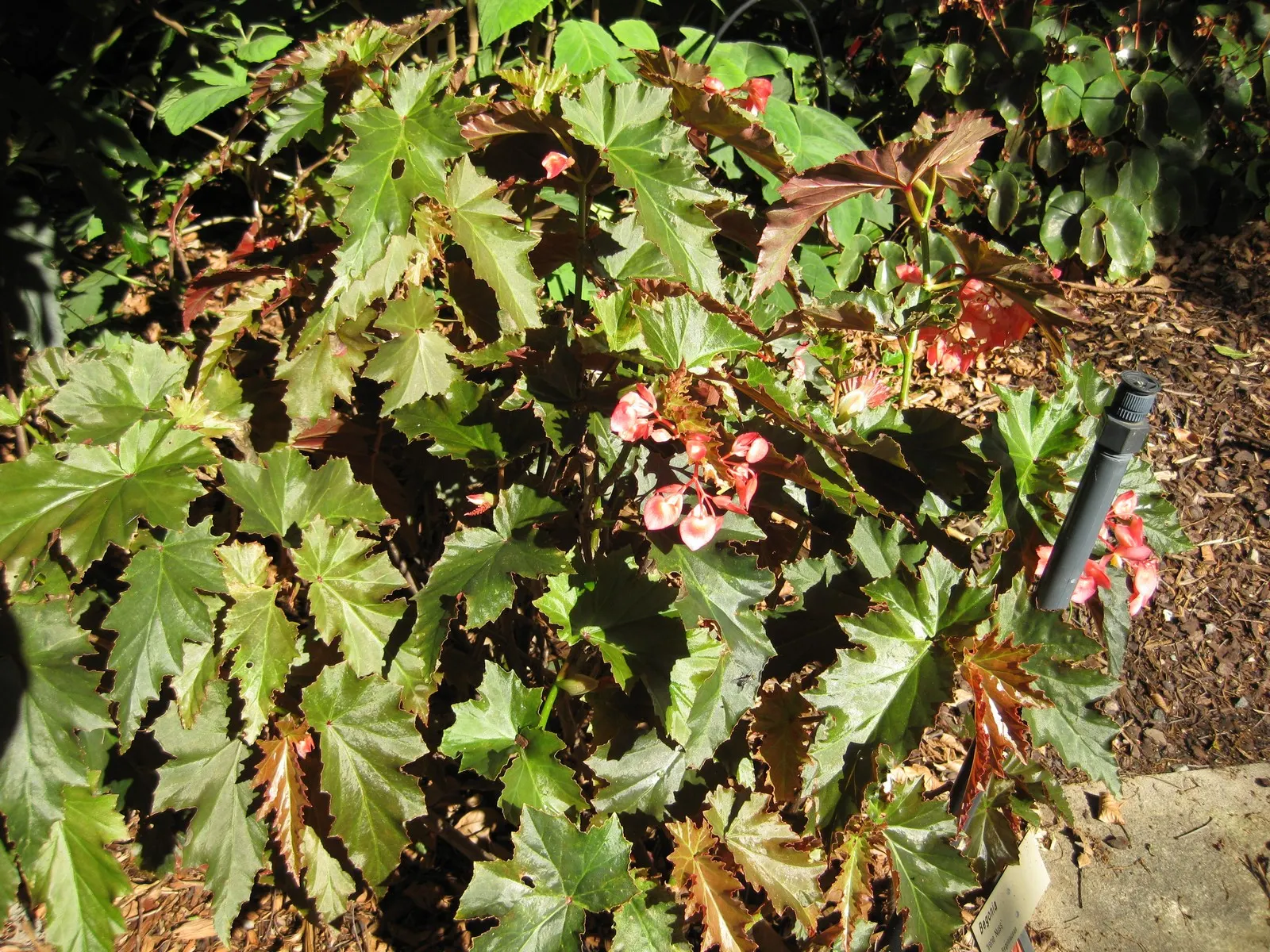 Irene Nuss Begonia (Begonia 'Irene Nuss') — The Begonia 'Irene Nuss', a lush, tropical perennial, thrives in partial shade with indirect sunlight