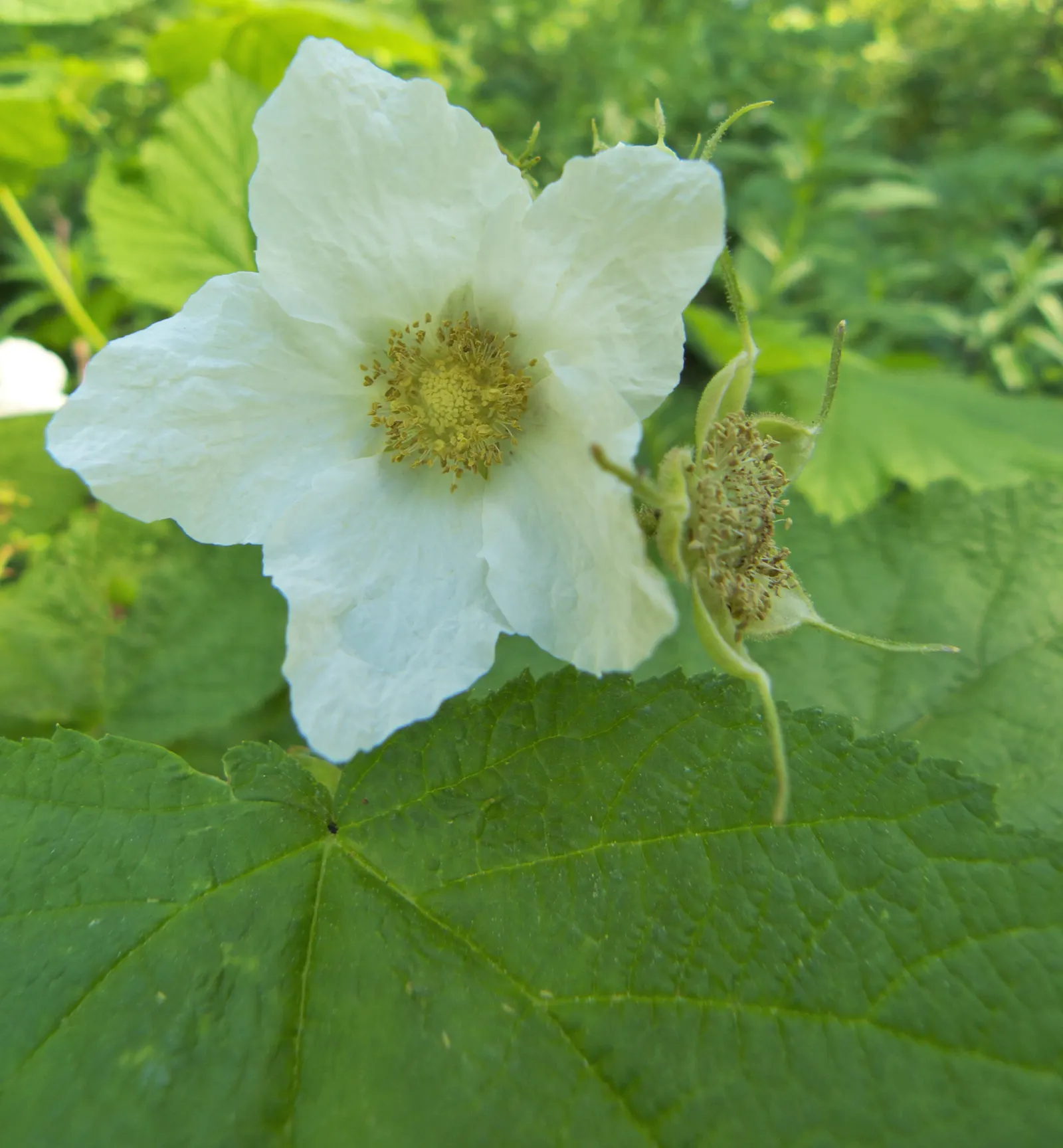 Western Thimbleberry (Rubus Parviflorus) — In spring to early summer, image 83