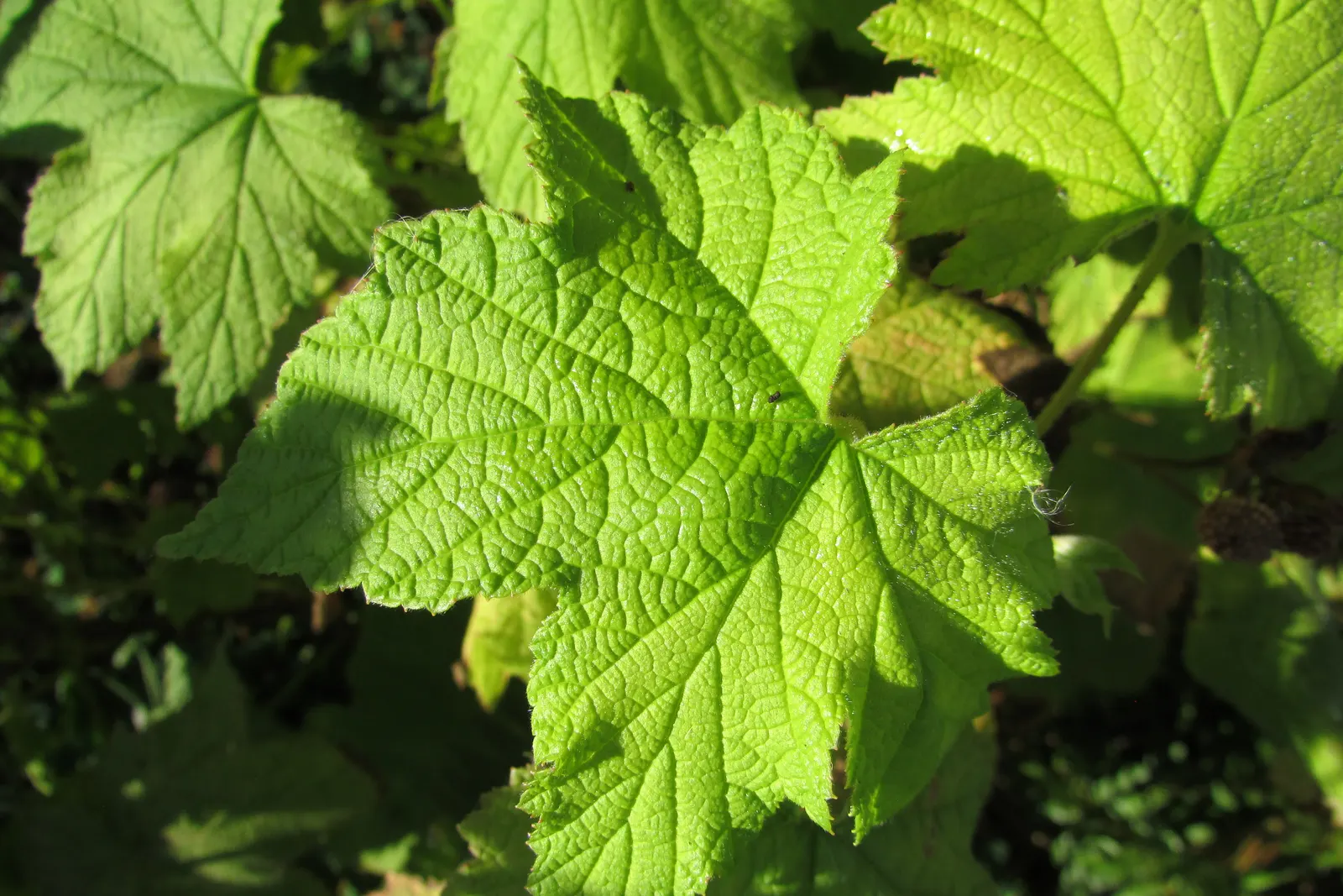Western Thimbleberry (Rubus Parviflorus) — shrub / vine for full or half or shade; in the landscape design, consider Western Thimbleberry for its superb