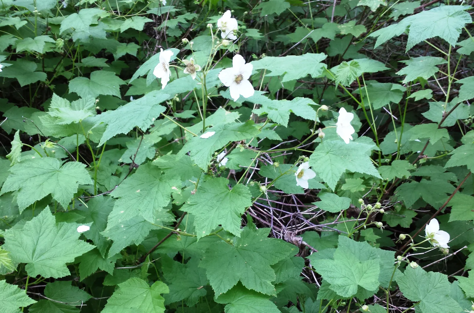 Western Thimbleberry (Rubus Parviflorus) — or simply enjoyed fresh.<br><br>Though low-maintenance