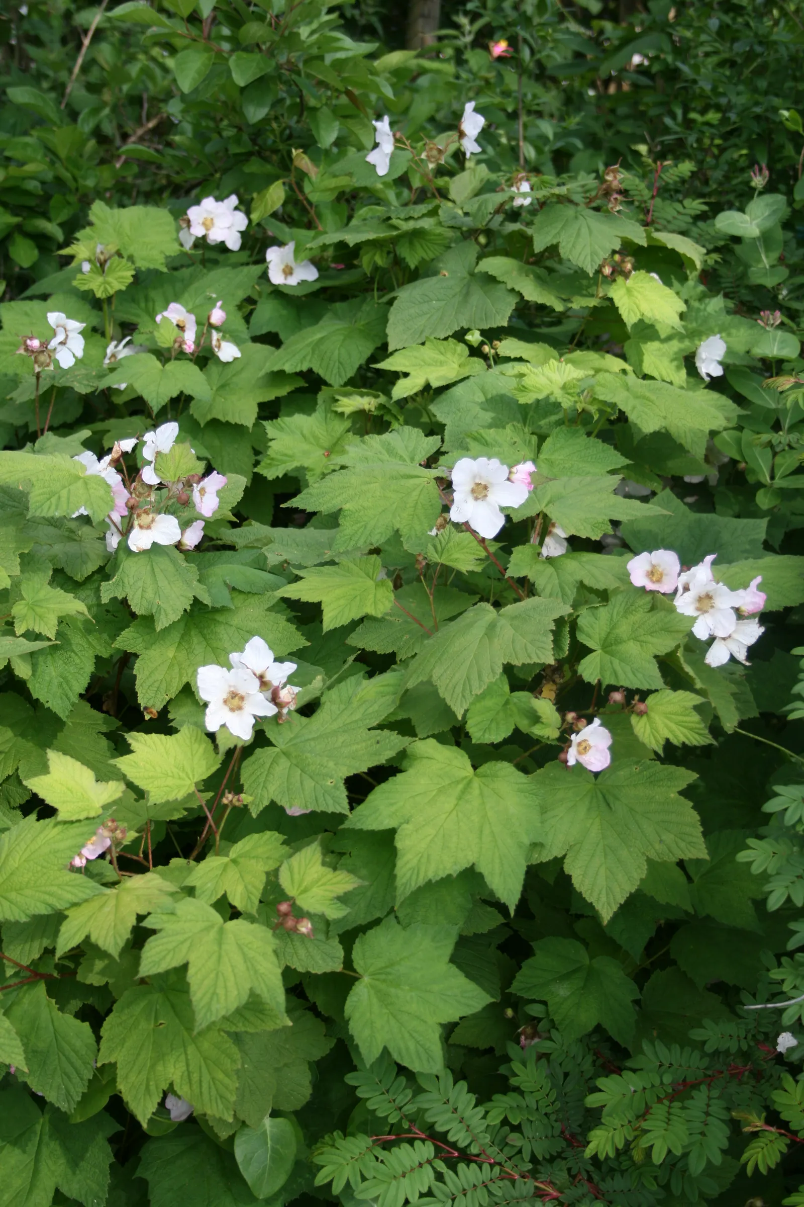 Western Thimbleberry (Rubus Parviflorus) — Pruning in late winter or early spring can help maintain its shape and encourage healthy growth