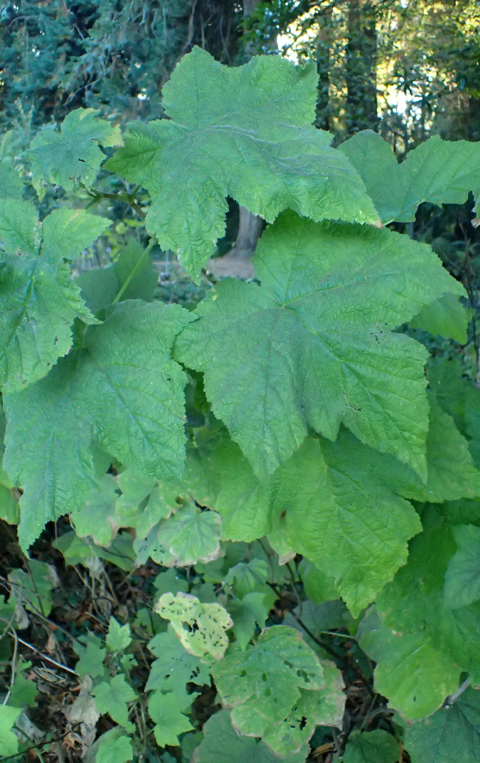 Western Thimbleberry (Rubus Parviflorus) — Western Thimbleberry (Rubus parviflorus) is a deciduous shrub native to North America; velvety leaves, image 67