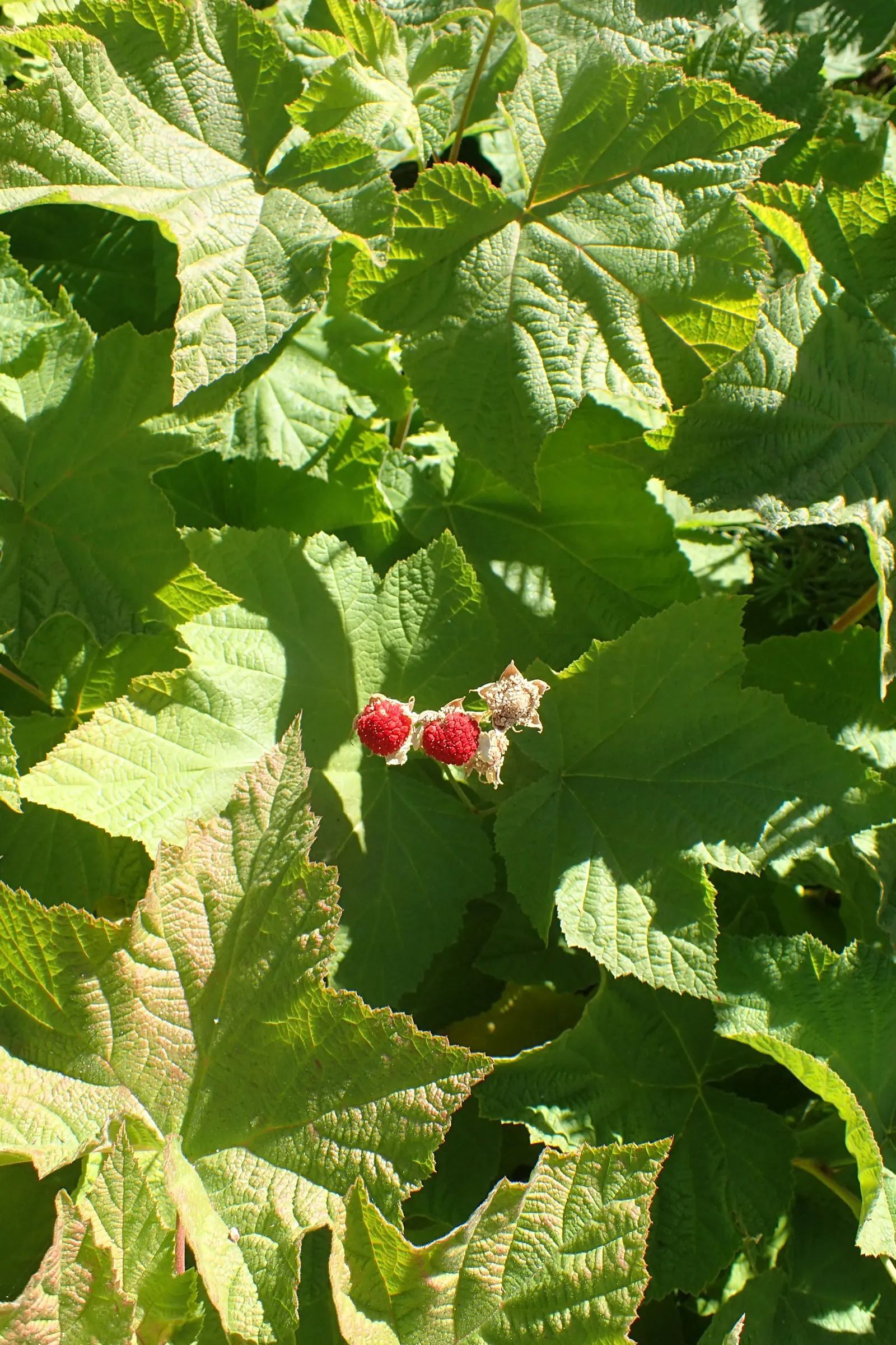 Western Thimbleberry (Rubus Parviflorus) — or simply enjoyed fresh.<br><br>Though low-maintenance; shrub / vine for full or half or shade