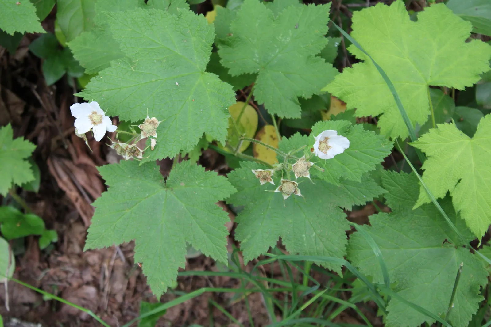 Western Thimbleberry (Rubus Parviflorus) — A favorite in woodland gardens and naturalized areas