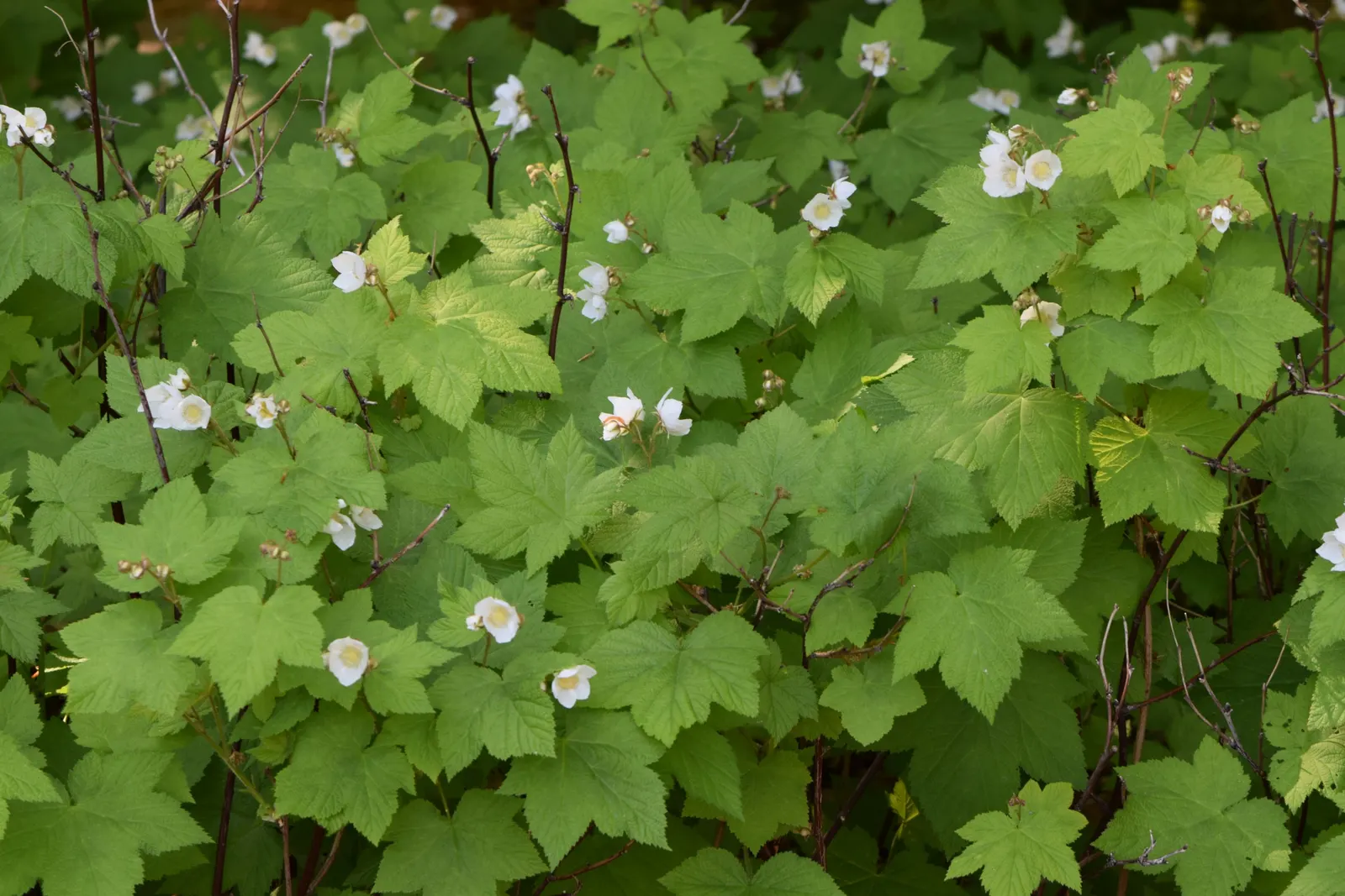 Western Thimbleberry (Rubus Parviflorus) — Edible red berries, resembling thimbles, appear in summer; shrub / vine with white blooms, image 104