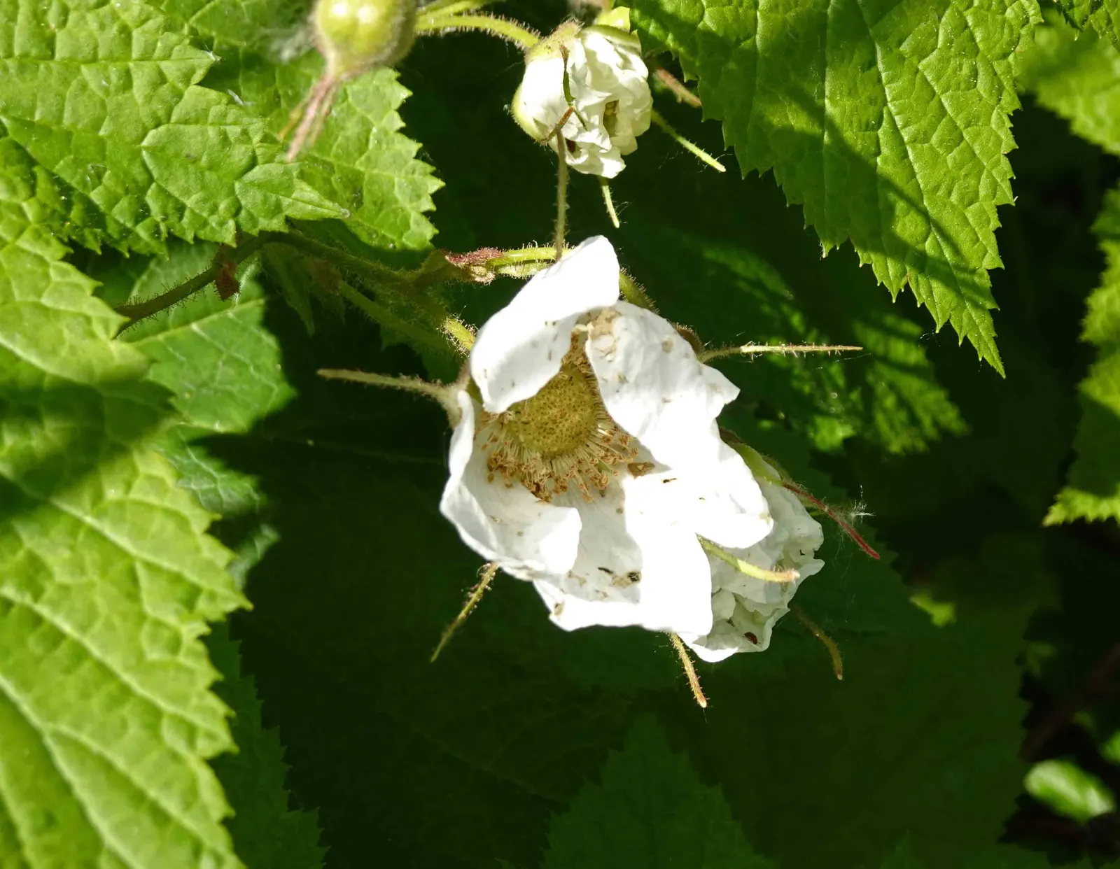 Western Thimbleberry (Rubus Parviflorus) — It reaches 3-8 feet in height with equal spread; it produces clusters of 1 to 2-inch wide