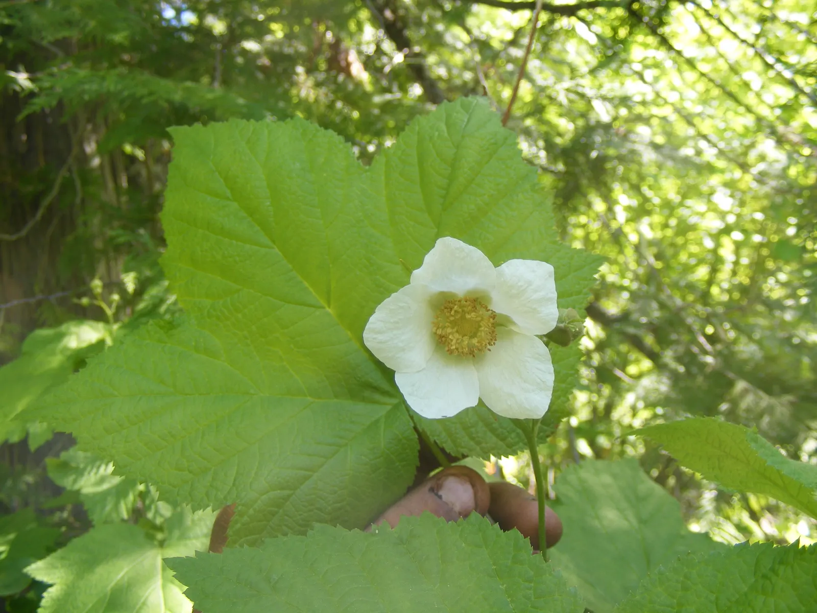 Western Thimbleberry (Rubus Parviflorus) — Edible red berries, resembling thimbles, appear in summer