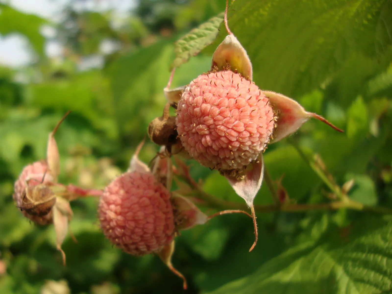 Western Thimbleberry (Rubus Parviflorus) — are soft and velvety to the touch and create a lush; this versatile shrub flourishes in USDA hardiness, image 82