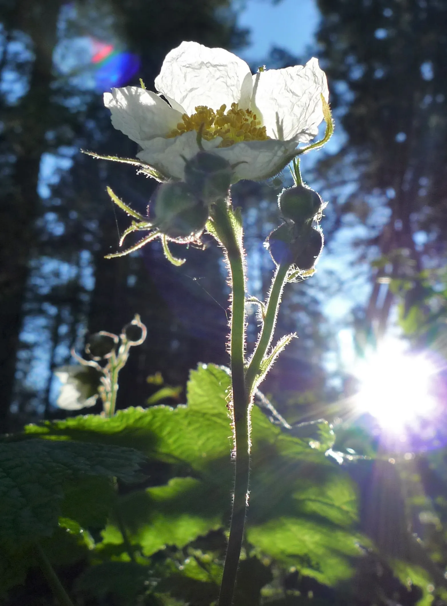 Western Thimbleberry (Rubus Parviflorus) — Pruning in late winter or early spring can help maintain its shape and encourage healthy growth, image 95