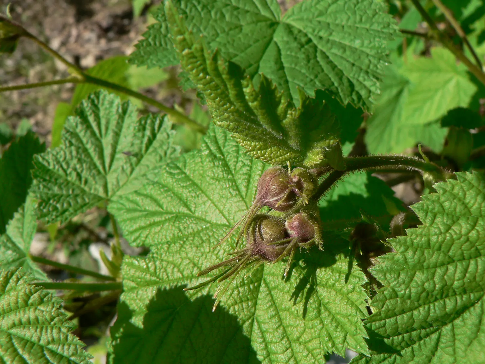 Western Thimbleberry (Rubus Parviflorus) — thriving in USDA zones 4-9