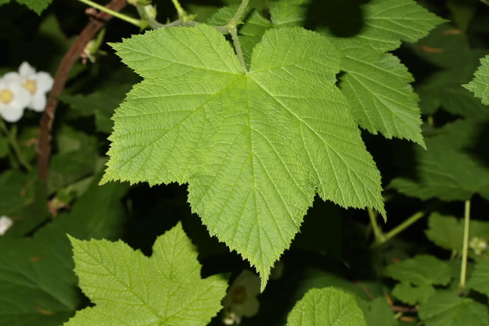 Western Thimbleberry (Rubus Parviflorus) — saucer-shaped flowers with five white petals; white flowers in the garden