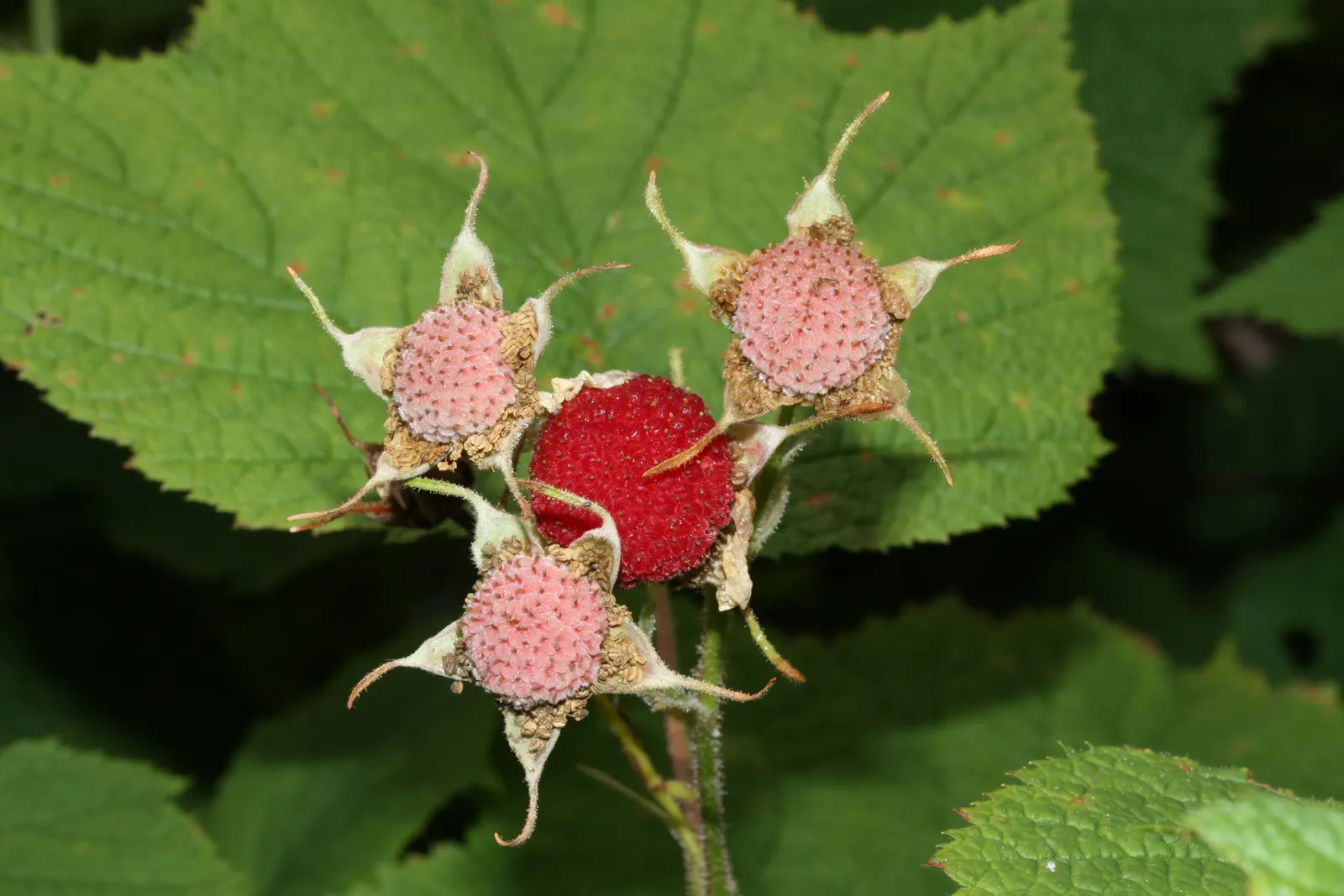 Western Thimbleberry (Rubus Parviflorus) — spanning 4 to 8 inches across; it reaches 3-8 feet in height with equal spread, image 81