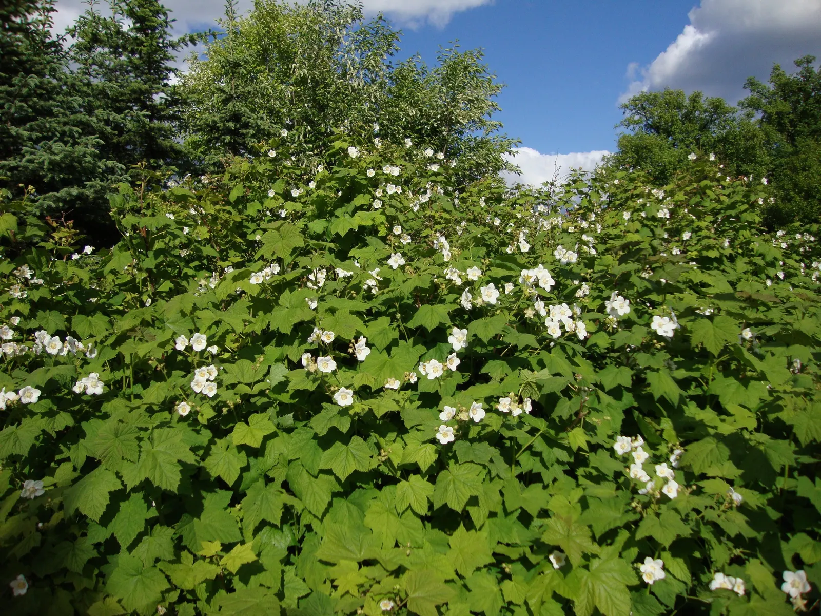 Western Thimbleberry (Rubus Parviflorus) — well-drained soils and can spread by suckers if not managed; ideal for naturalistic plantings and, image 91