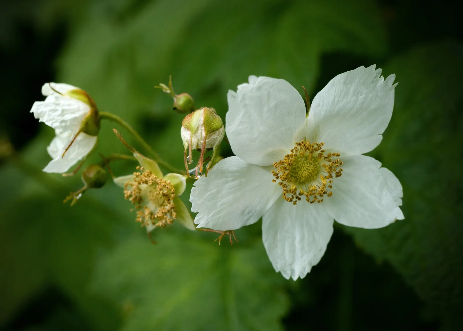 Western Thimbleberry (Rubus Parviflorus) — white flowers in the garden; are soft and velvety to the touch and create a lush