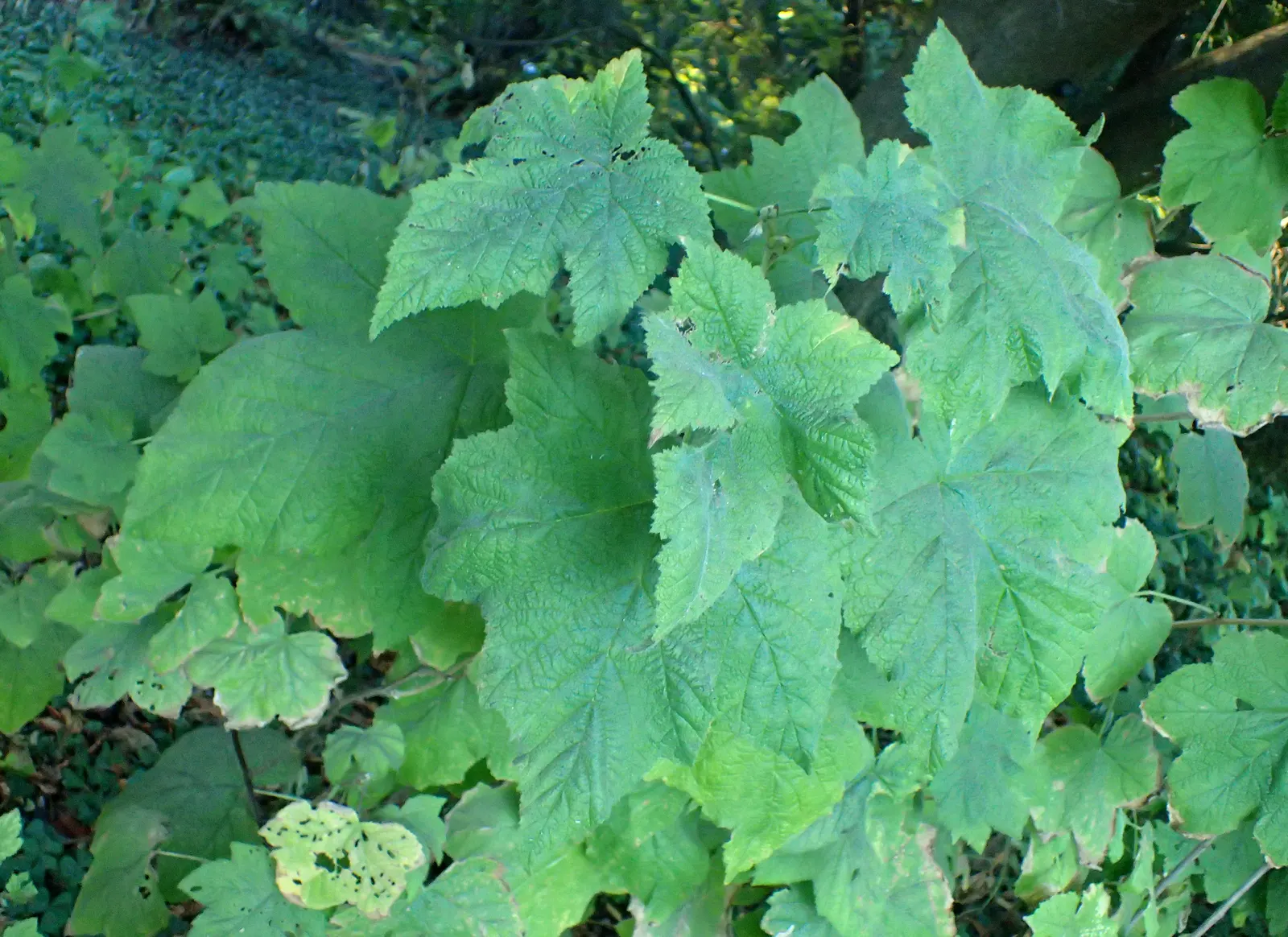 Western Thimbleberry (Rubus Parviflorus) — velvety leaves and delicate white blossoms up to 2 inches across in spring; well-drained soils and can spread by