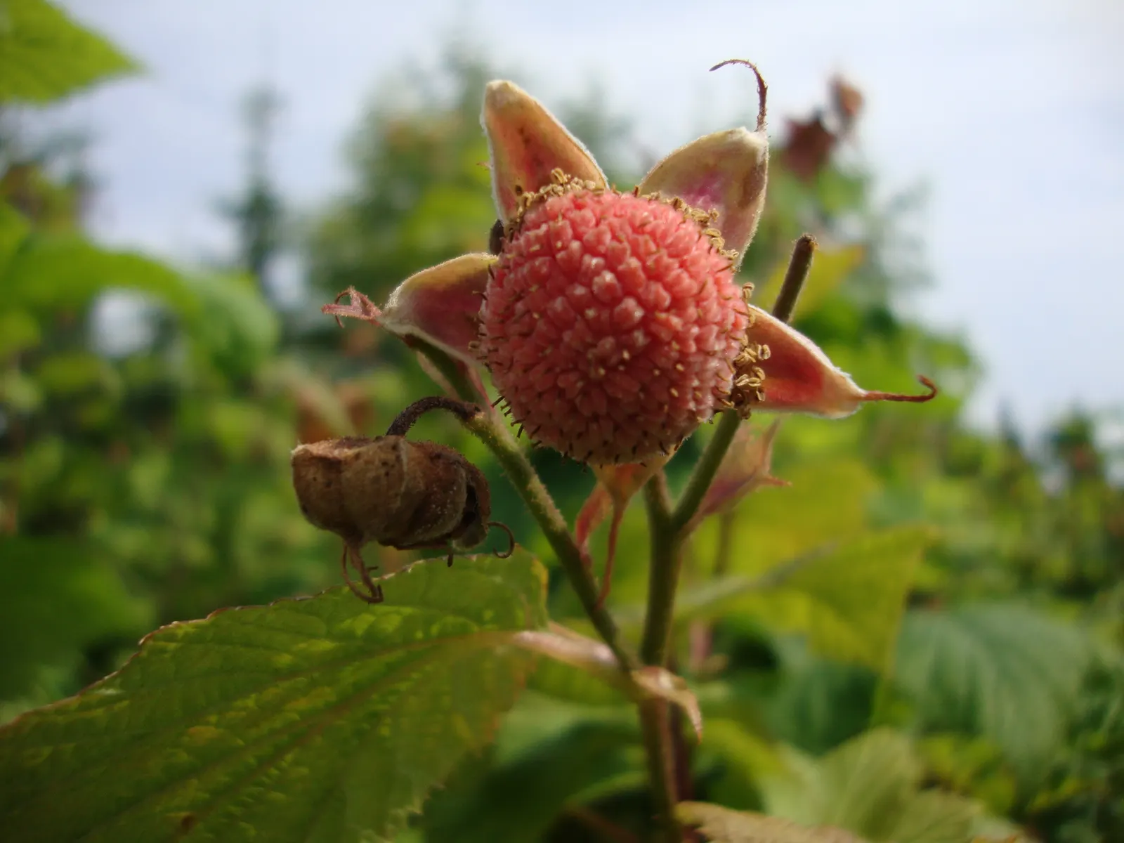 Western Thimbleberry (Rubus Parviflorus) — Western Thimbleberry (Rubus parviflorus) is a deciduous shrub native to North America; velvety leaves and delicate