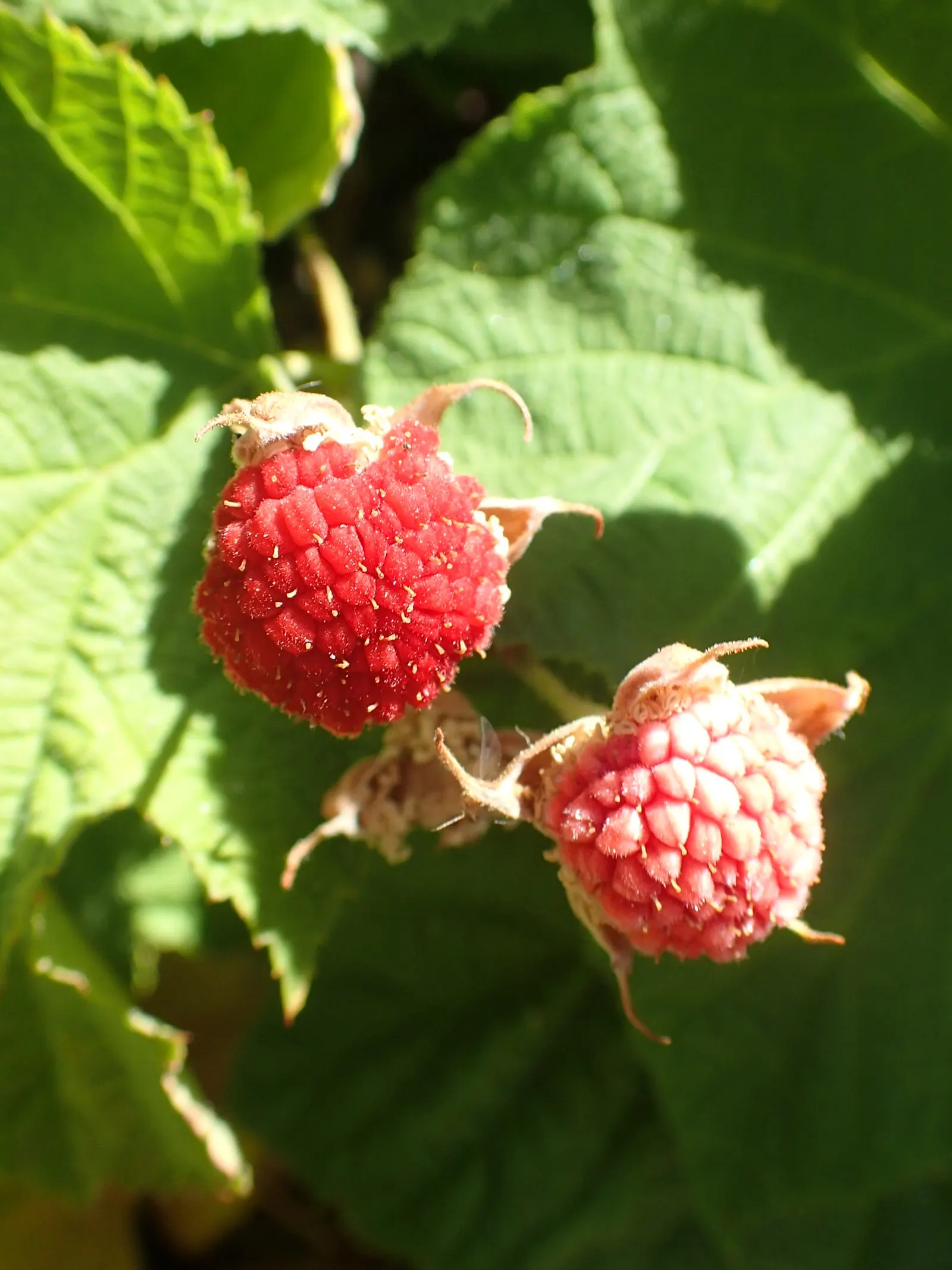 Western Thimbleberry (Rubus Parviflorus) — including bees and butterflies; thimble-shaped fruits in late summer, image 93