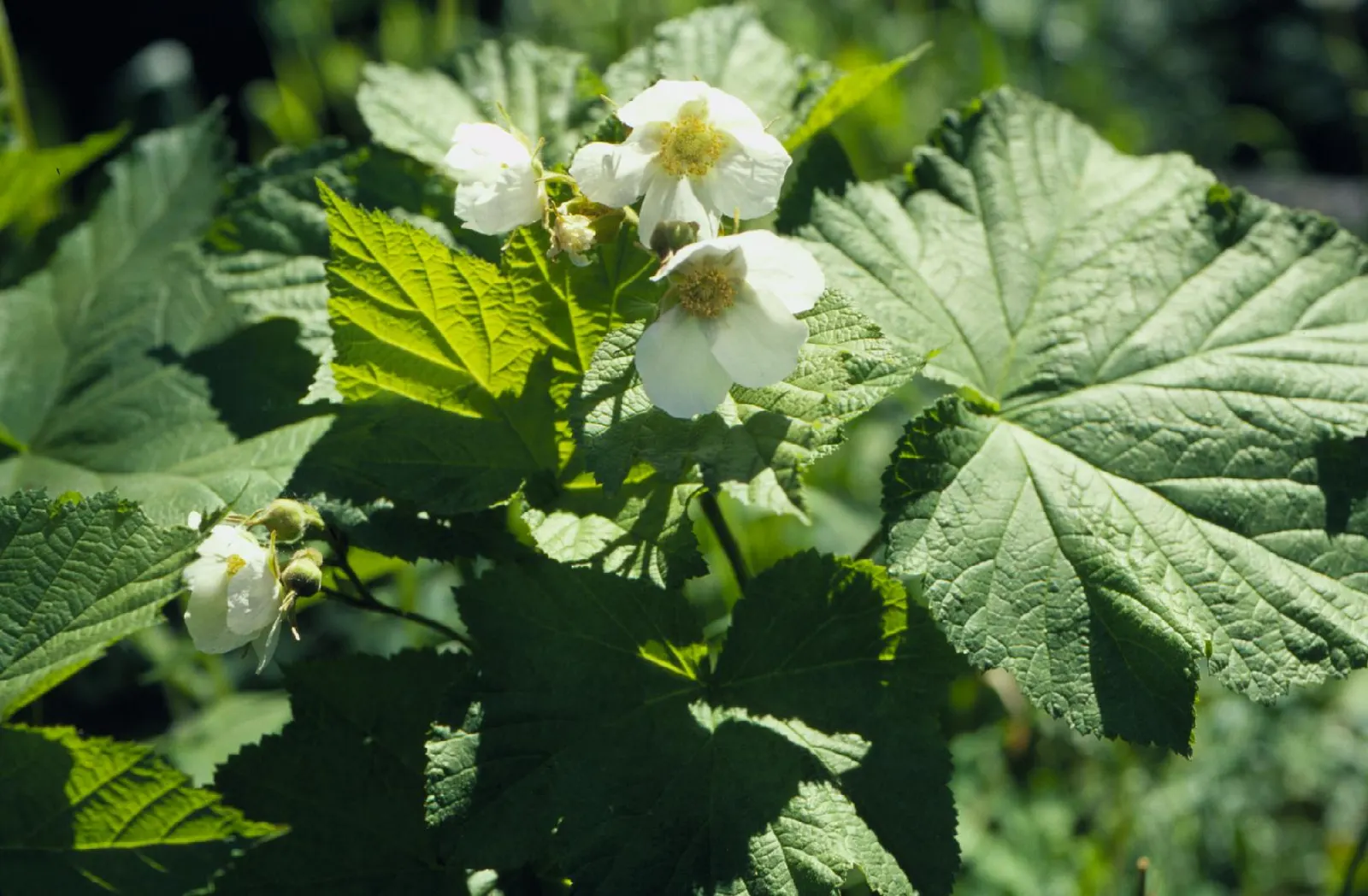 Western Thimbleberry (Rubus Parviflorus) — In the landscape design, consider Western Thimbleberry for its superb wildlife support and rustic charm, image 96