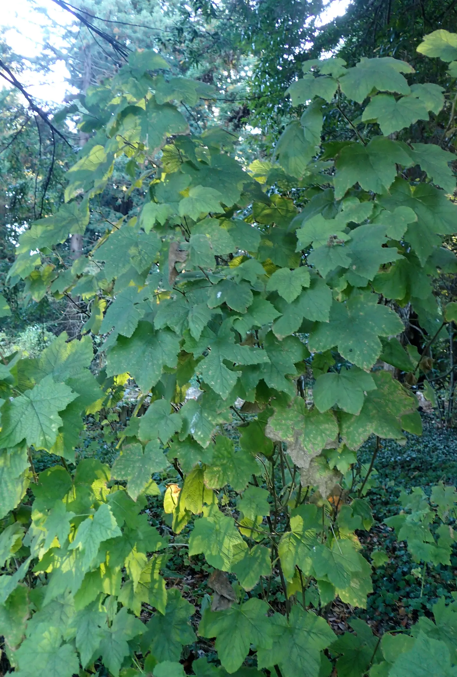 Western Thimbleberry (Rubus Parviflorus) — Prefers partial shade to full sun with moist, well-drained soil, image 105