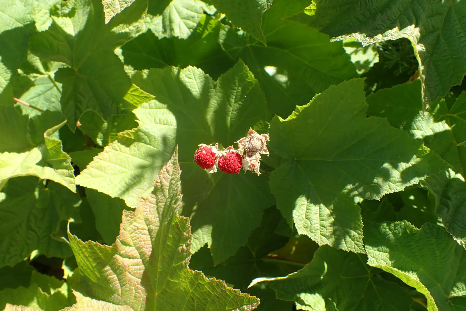 Western Thimbleberry (Rubus Parviflorus) — shrub / vine for full or half or shade; in the landscape design, consider Western Thimbleberry for its, image 99
