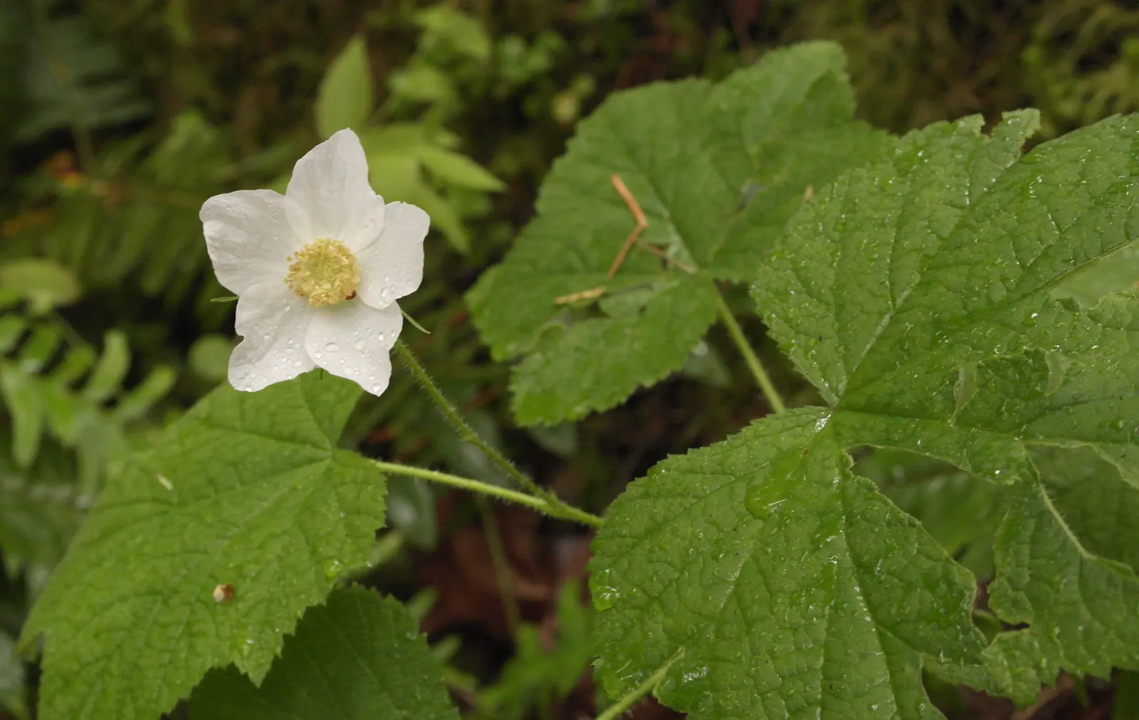 Western Thimbleberry (Rubus Parviflorus) — is a deciduous shrub native to North America; offering a delicate contrast to the foliage, image 74