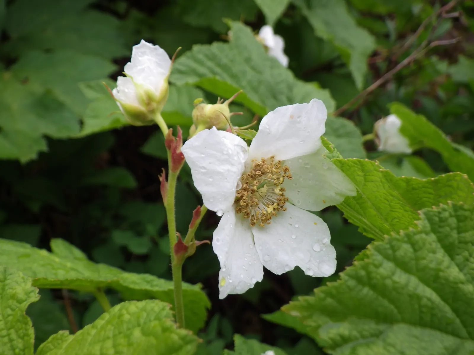 Western Thimbleberry (Rubus Parviflorus) — is a deciduous shrub native to North America; offering a delicate contrast to the foliage