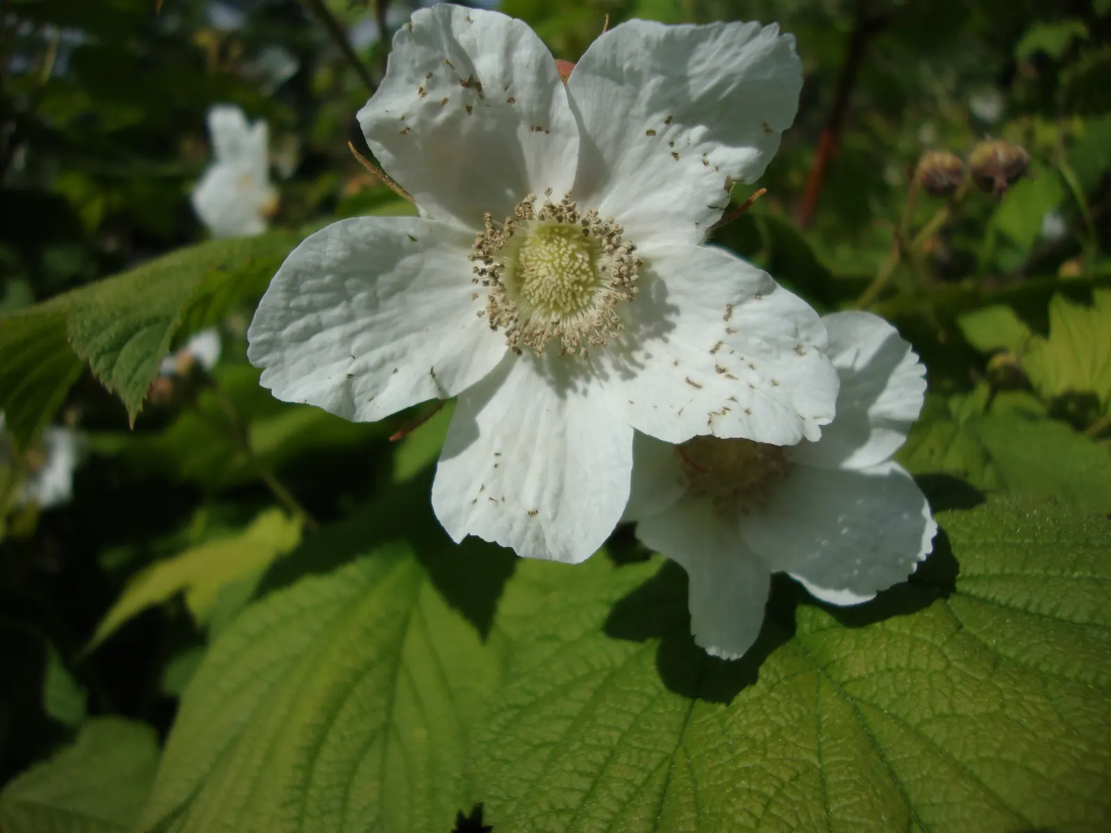 Western Thimbleberry (Rubus Parviflorus) — including bees and butterflies; thimble-shaped fruits in late summer