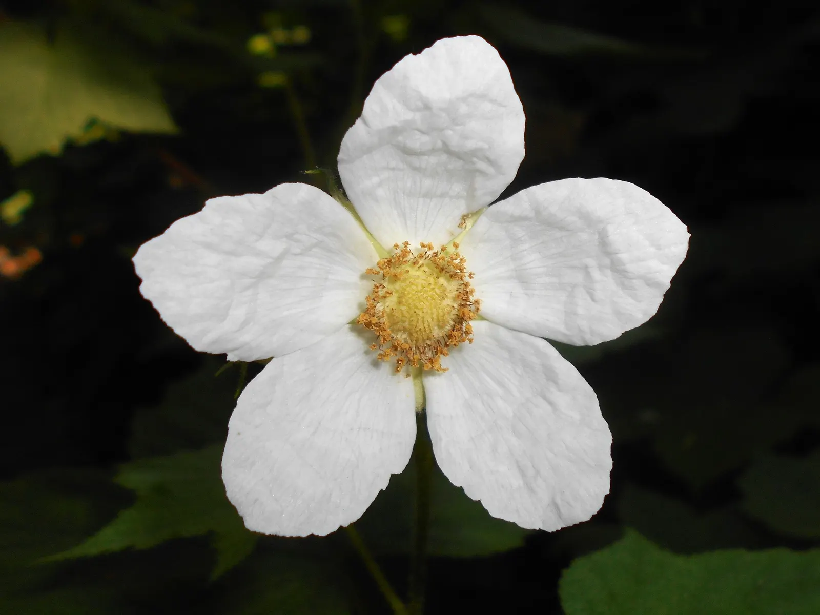 Western Thimbleberry (Rubus Parviflorus) — well-drained soils and can spread by suckers if not managed; ideal for naturalistic plantings and attracting
