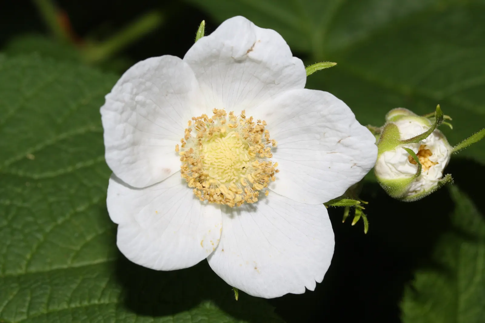 Western Thimbleberry (Rubus Parviflorus) — Ideal for naturalistic plantings and attracting pollinators; the Western Thimbleberry typically reaches 3 to 6 feet