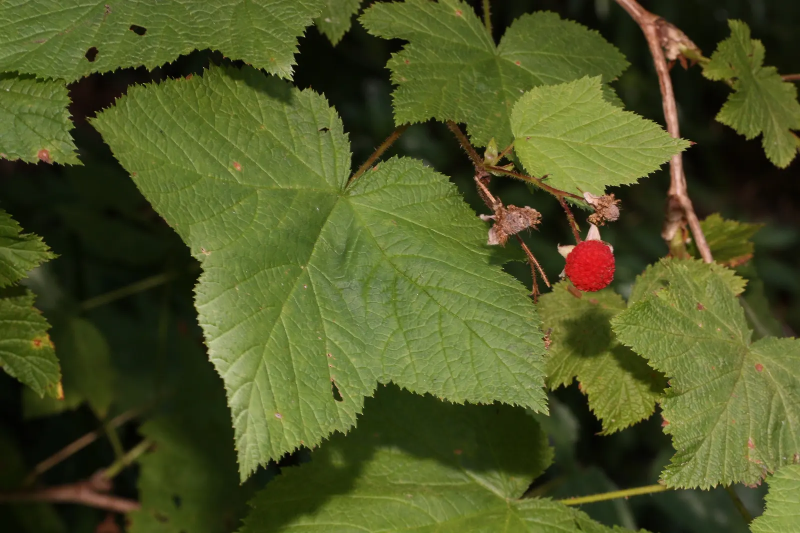 Western Thimbleberry (Rubus Parviflorus) — offering a delicate contrast to the foliage