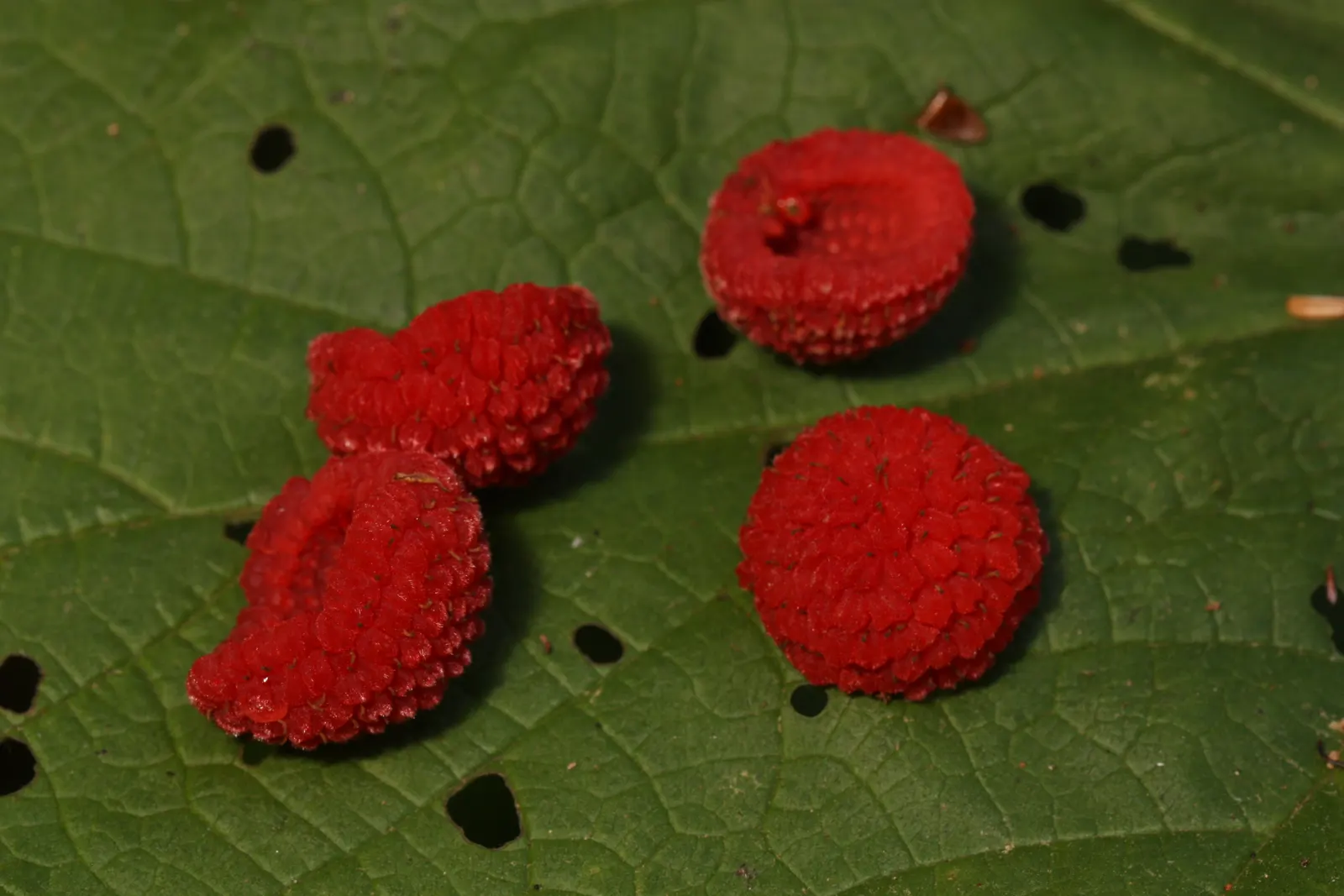 Western Thimbleberry (Rubus Parviflorus) — though it can tolerate direct sunlight in cooler climates