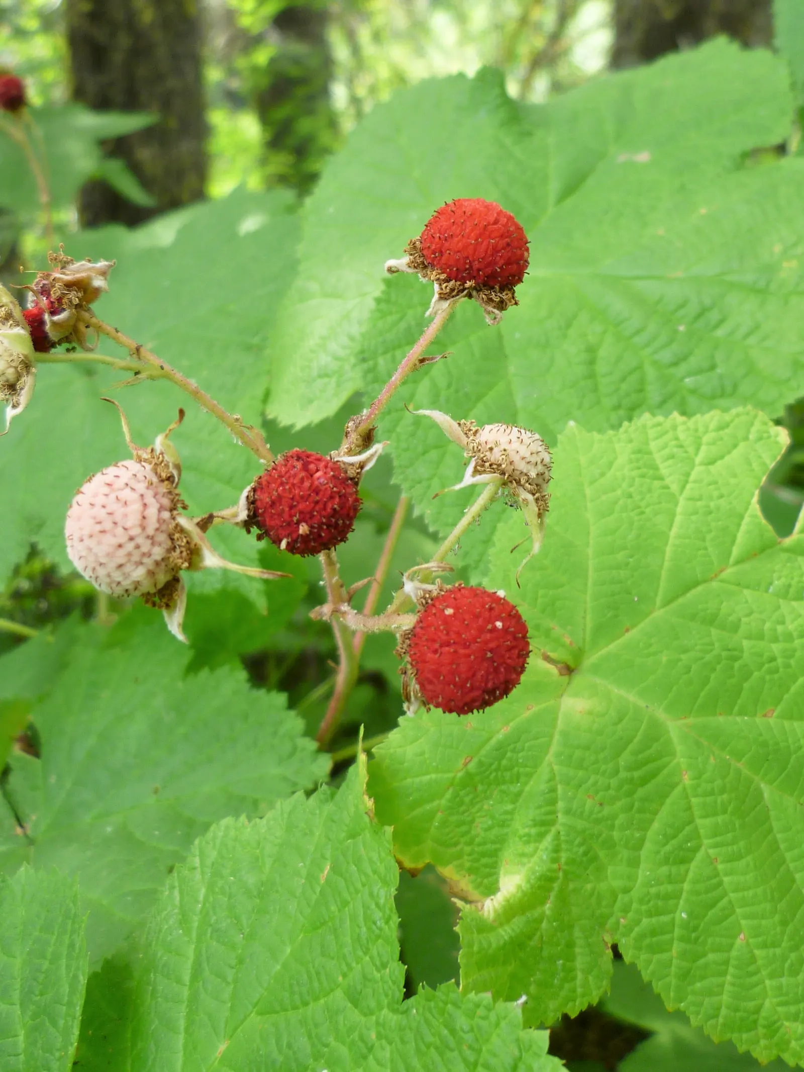 Western Thimbleberry (Rubus Parviflorus) — thimble-shaped fruits in late summer; a favorite in woodland gardens and naturalized areas, image 87
