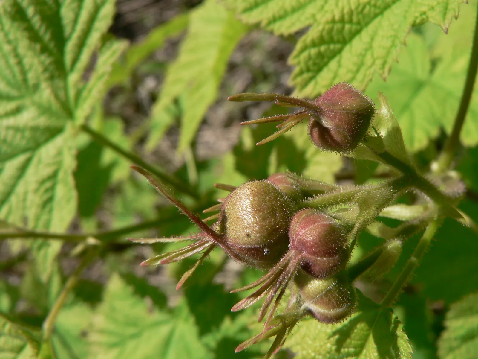 Western Thimbleberry (Rubus Parviflorus) — shrub / vine with white blooms; tangy flavor and are excellent for jams