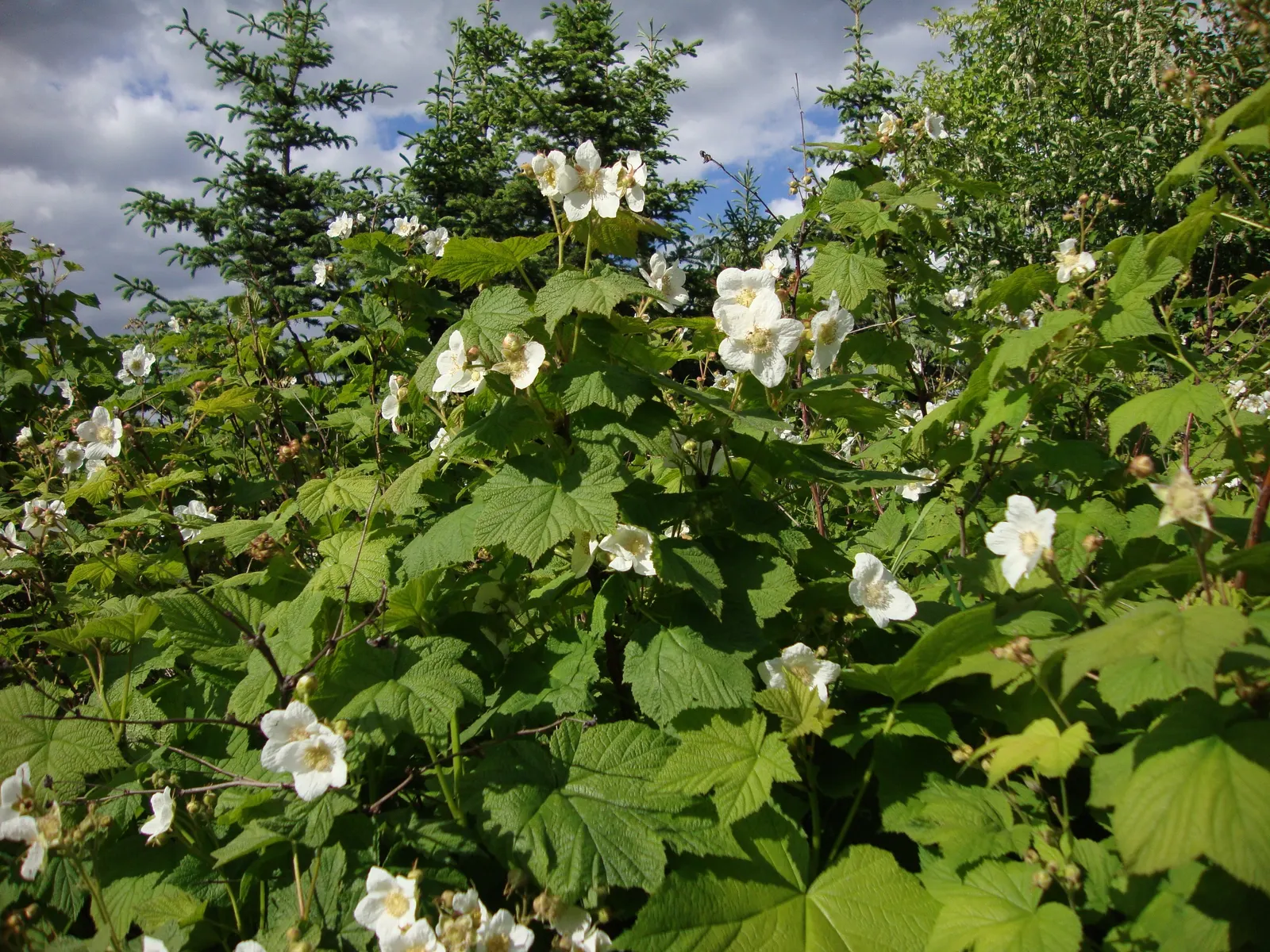 Western Thimbleberry (Rubus Parviflorus) — thimble-shaped fruits in late summer; a favorite in woodland gardens and naturalized areas