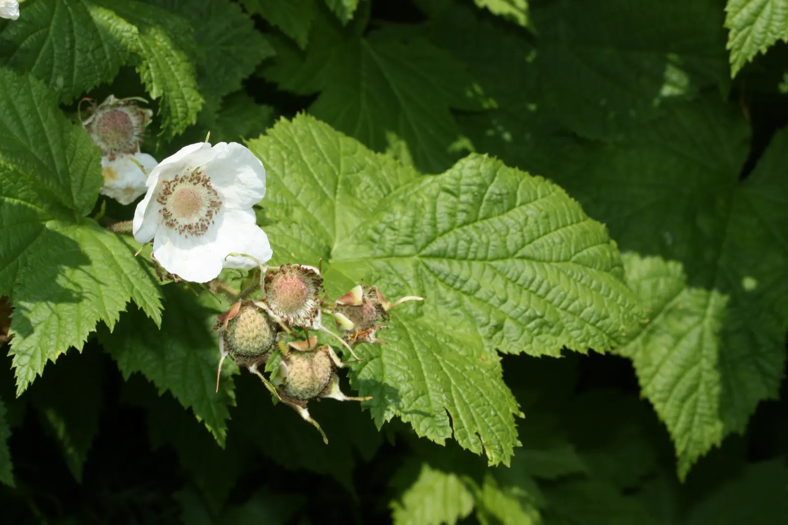 Western Thimbleberry (Rubus Parviflorus) — celebrated for its attractive foliage and delicious fruits