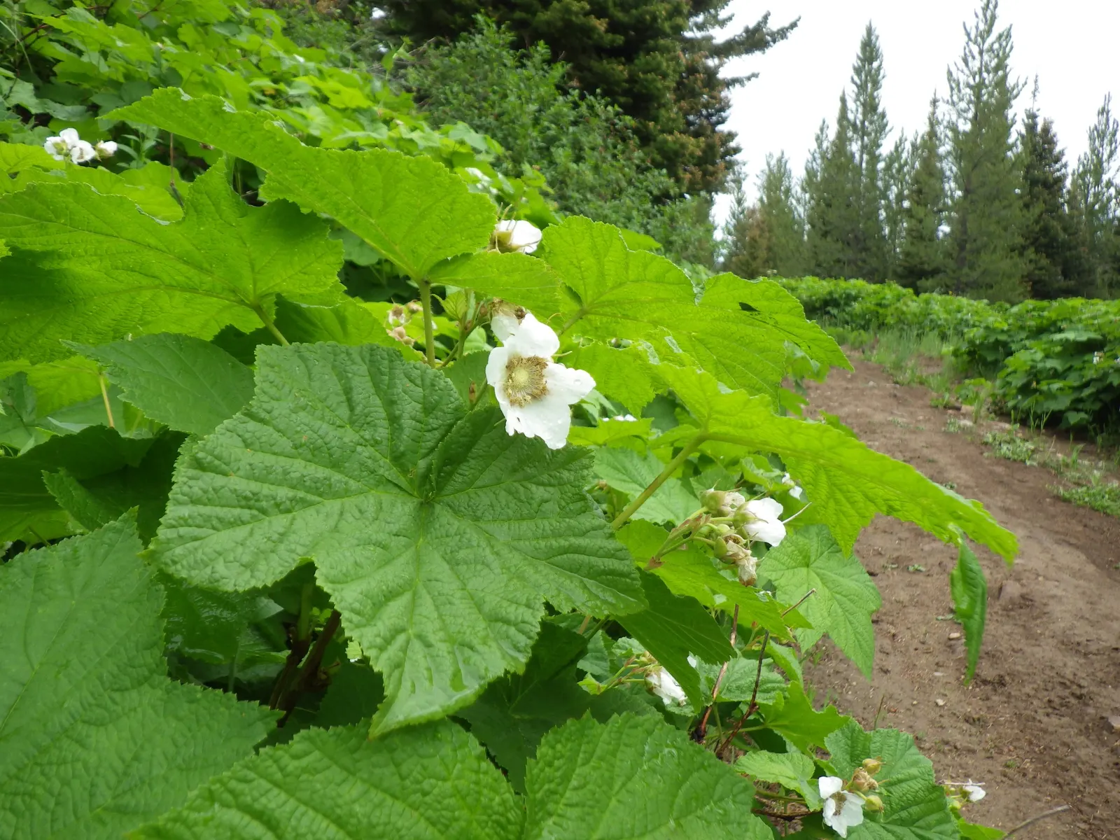Western Thimbleberry (Rubus Parviflorus) — It's notable for its tolerance of poor soil conditions and attracts pollinators; making it well-suited for use as an