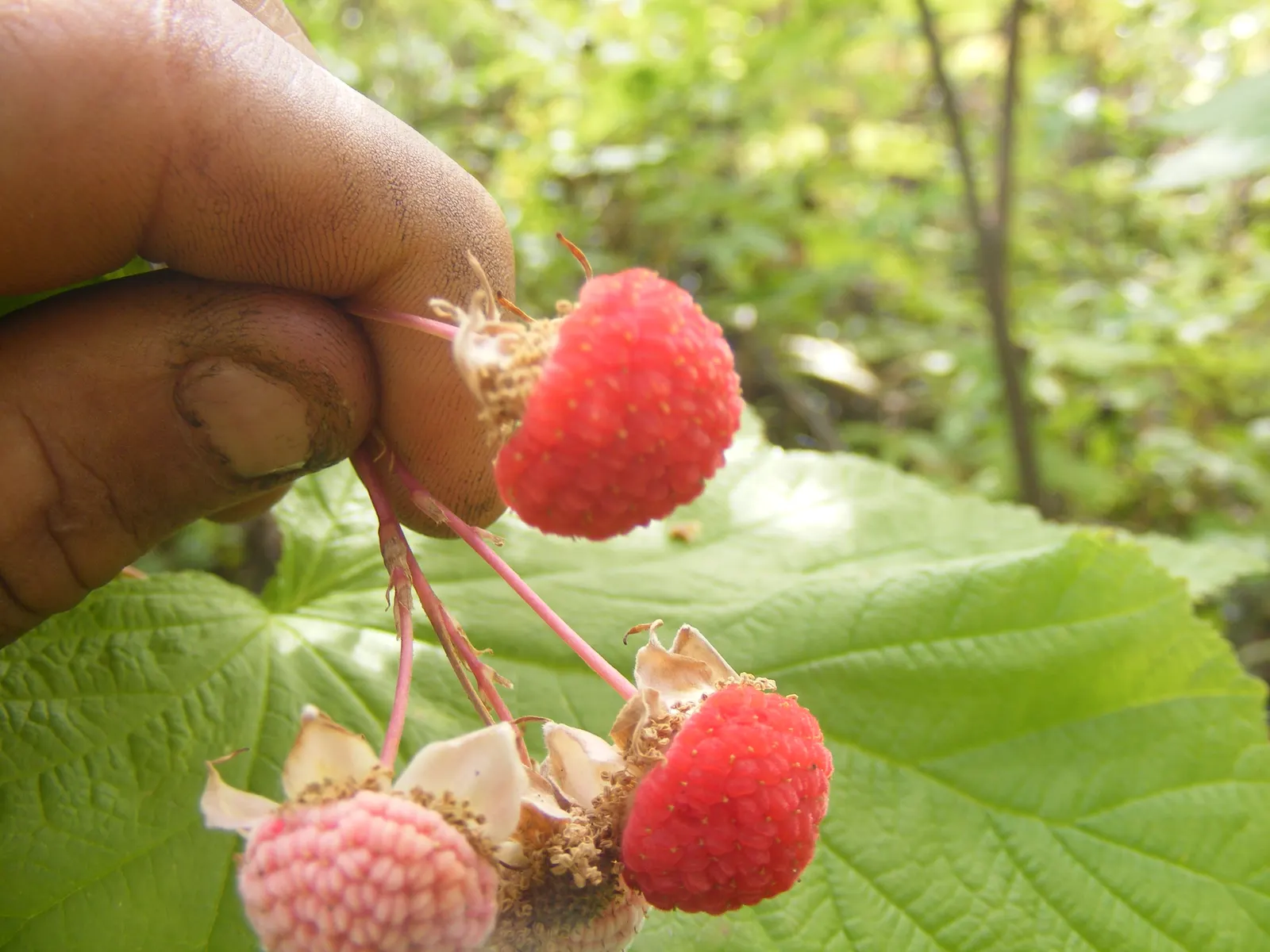 Western Thimbleberry (Rubus Parviflorus) — A favorite in woodland gardens and naturalized areas; spanning 4 to 8 inches across