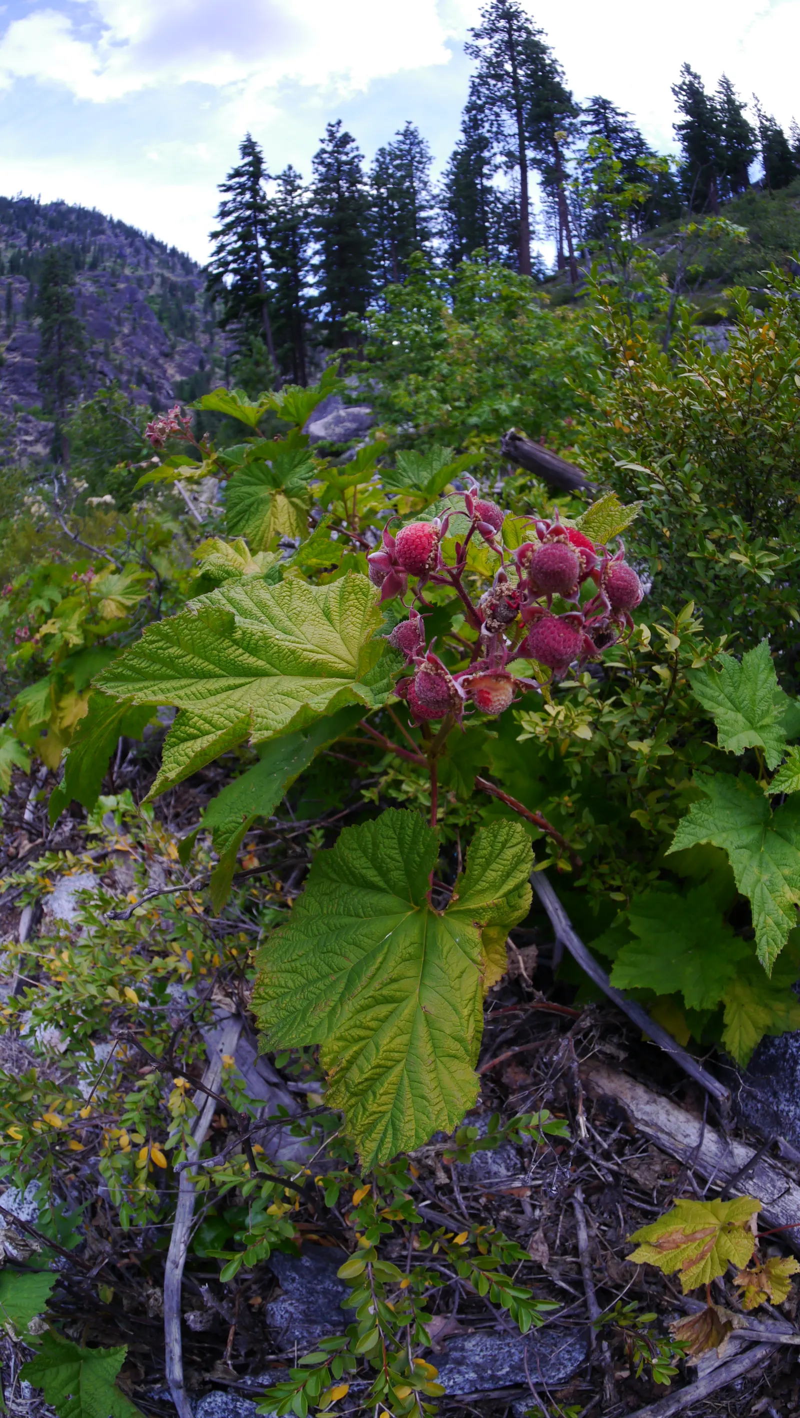 Western Thimbleberry (Rubus Parviflorus) — Ideal for naturalistic plantings and attracting pollinators; the Western Thimbleberry typically reaches, image 73