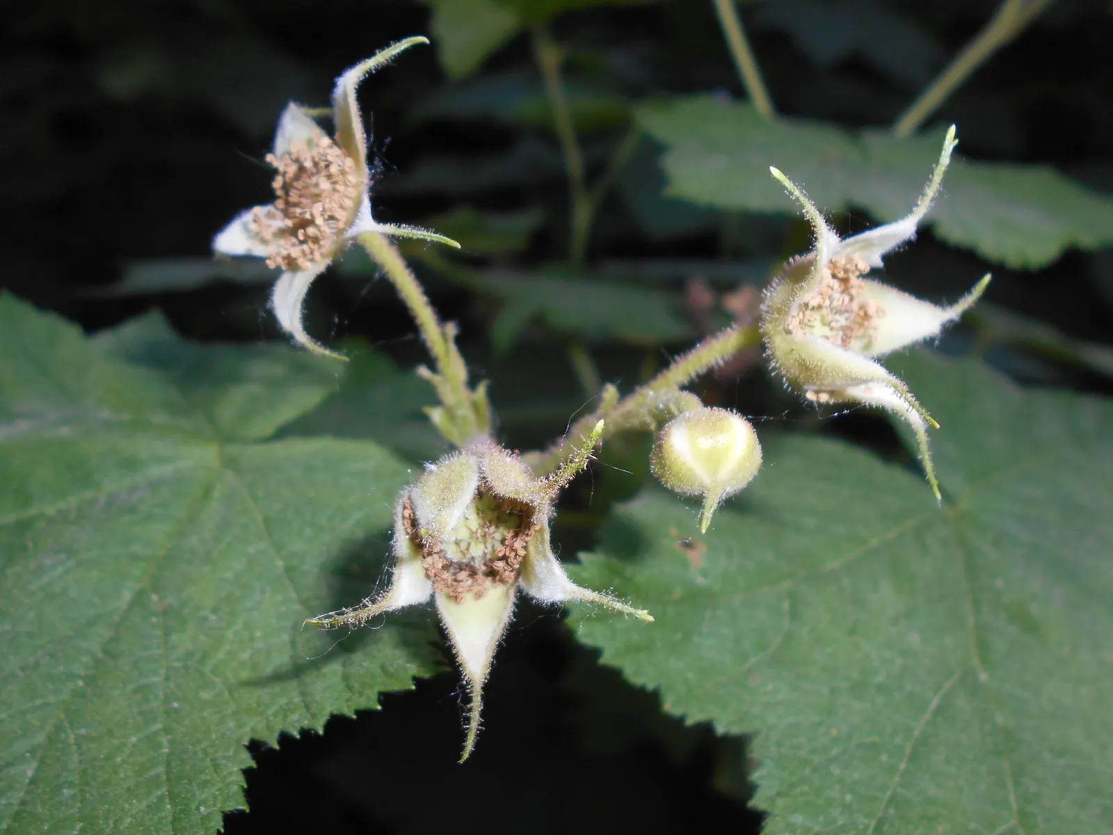 Western Thimbleberry (Rubus Parviflorus) — are soft and velvety to the touch and create a lush