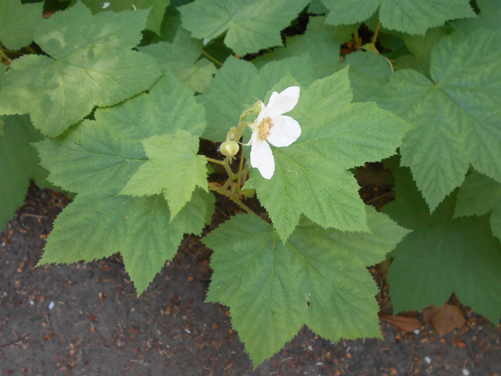 Western Thimbleberry (Rubus Parviflorus) — thriving in USDA zones 4-9; though it can tolerate direct sunlight in cooler climates, image 101