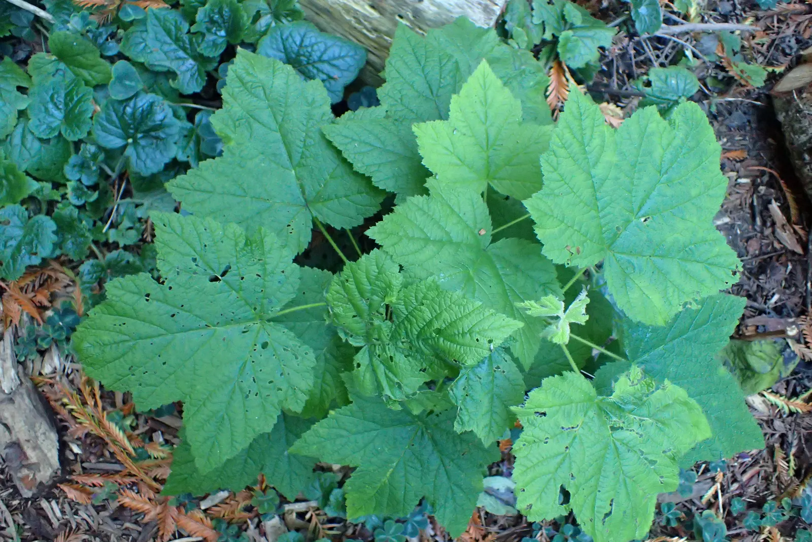 Western Thimbleberry (Rubus Parviflorus) — adding ecological value to your garden