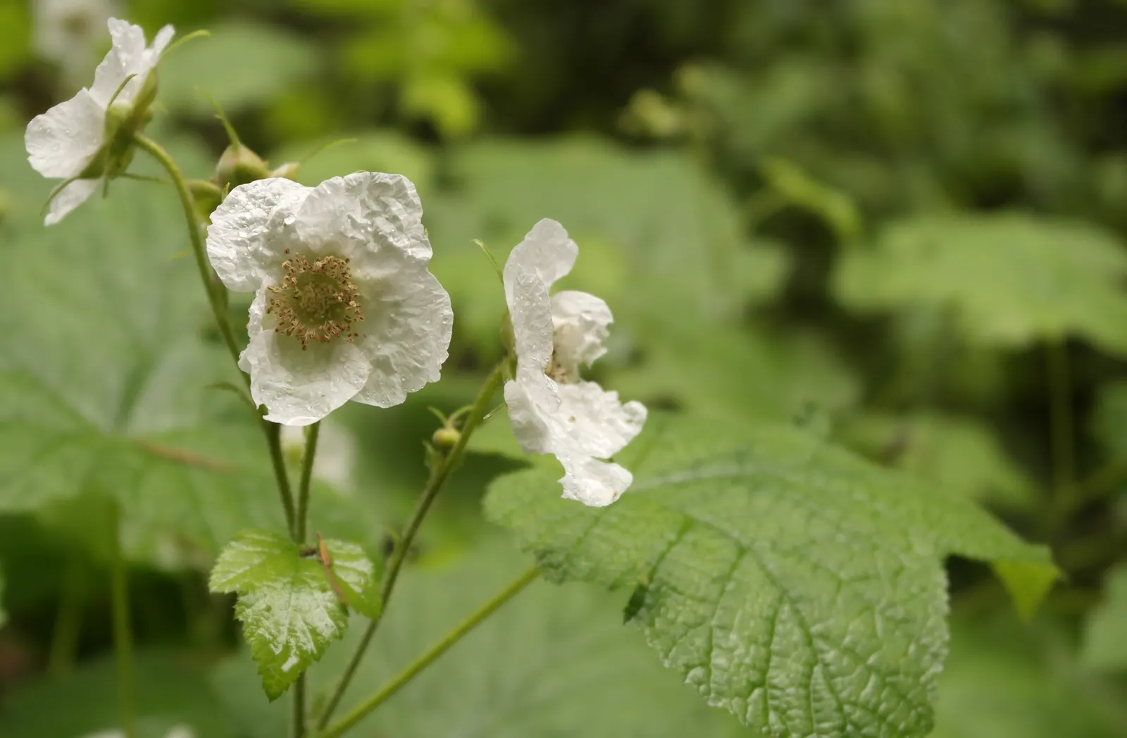 Western Thimbleberry (Rubus Parviflorus) — the Western Thimbleberry typically reaches 3 to 6 feet in height with a similar spread; which are much, image 79