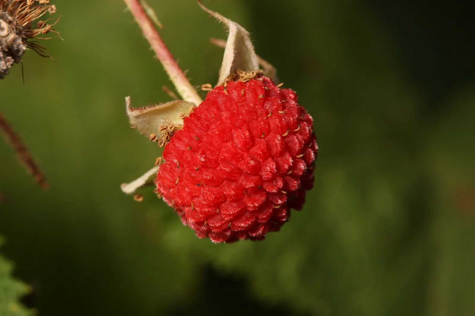 Western Thimbleberry (Rubus Parviflorus) — In the landscape design, consider Western Thimbleberry for its superb wildlife support and rustic charm