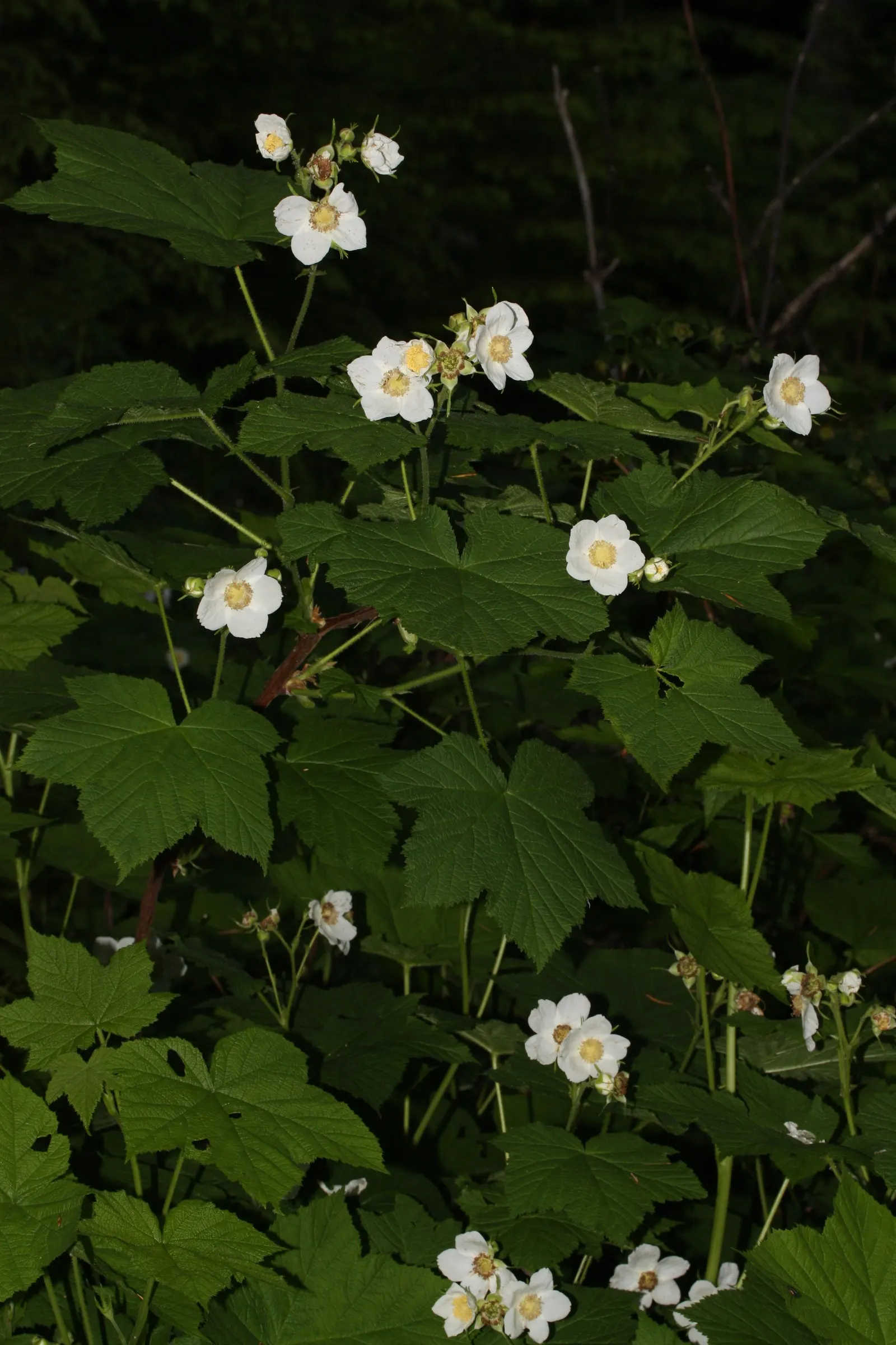 Western Thimbleberry (Rubus Parviflorus) — tangy flavor and are excellent for jams