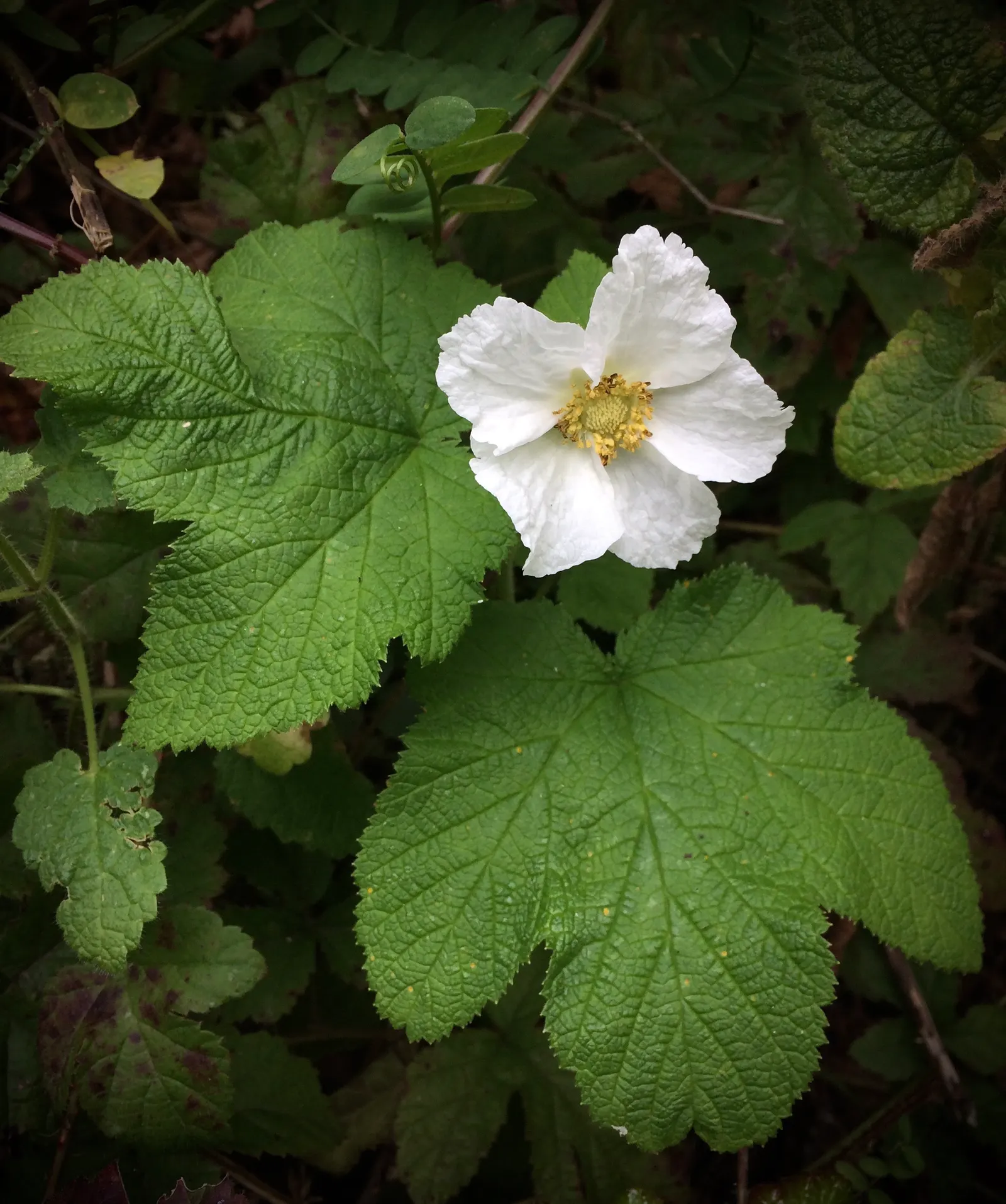 Western Thimbleberry (Rubus Parviflorus) — In spring to early summer, image 50