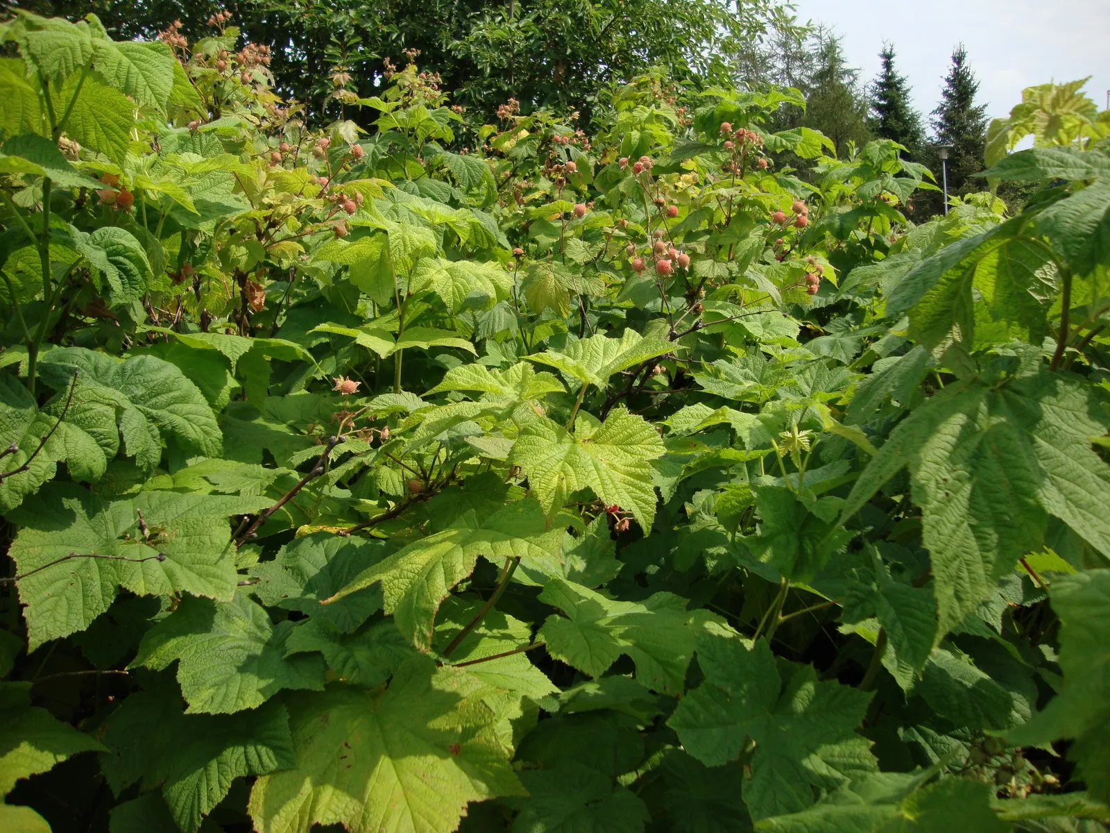 Western Thimbleberry (Rubus Parviflorus) — This versatile shrub flourishes in USDA hardiness zones 4 through 7 and prefers partial to full shade, image 76