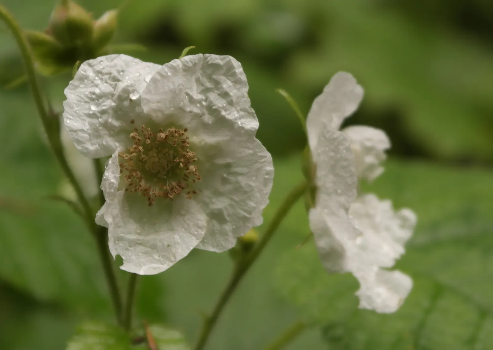 Western Thimbleberry (Rubus Parviflorus) — or simply enjoyed fresh.<br><br>Though low-maintenance; shrub / vine for full or half or shade, image 90