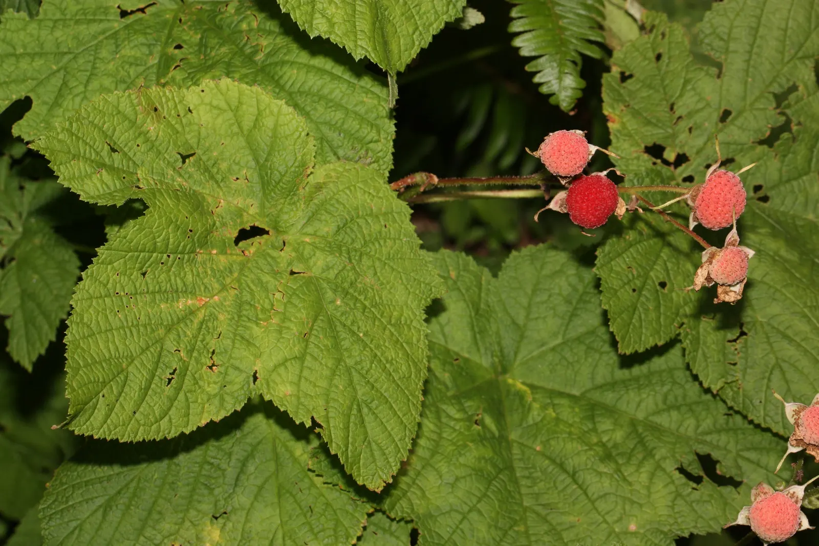 Western Thimbleberry (Rubus Parviflorus) — Western Thimbleberry (Rubus parviflorus) is a deciduous shrub native to North America